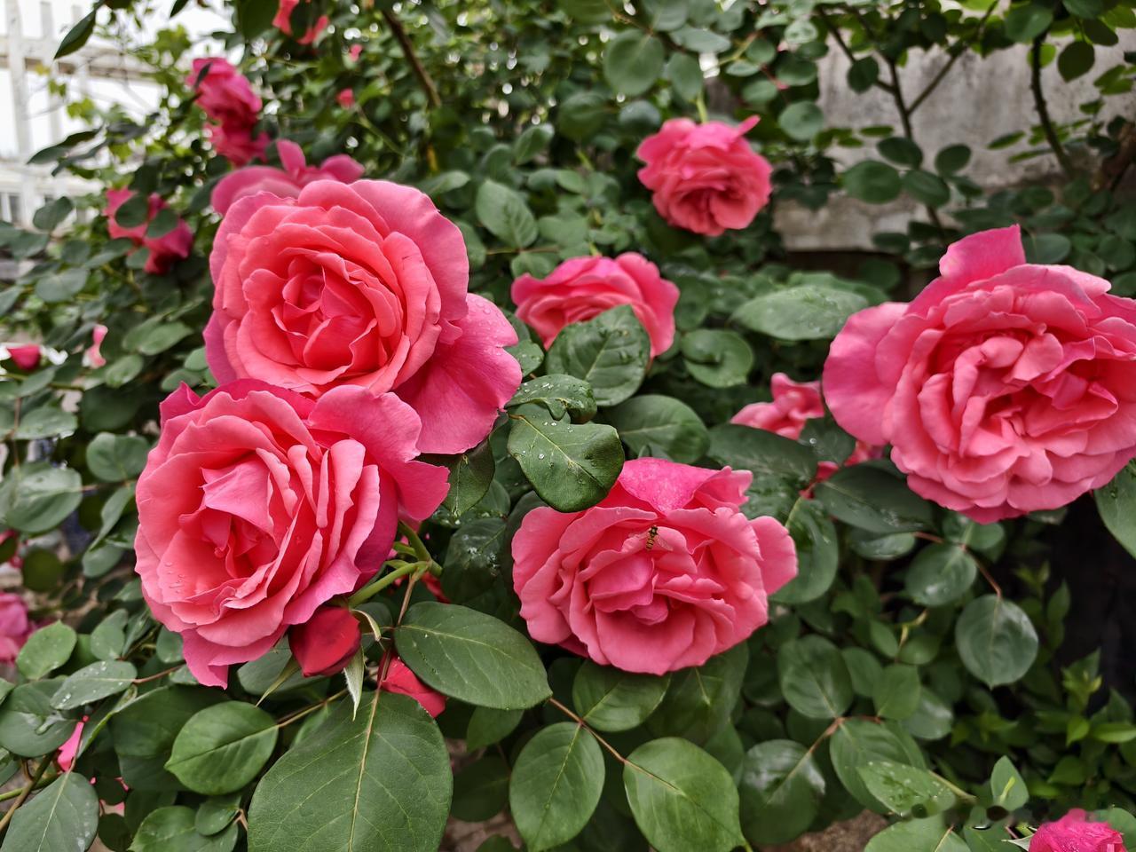 当初买房子，欠了一大笔债，我对老公说，啥时候要是能还完债务就好了。

那时候，孩