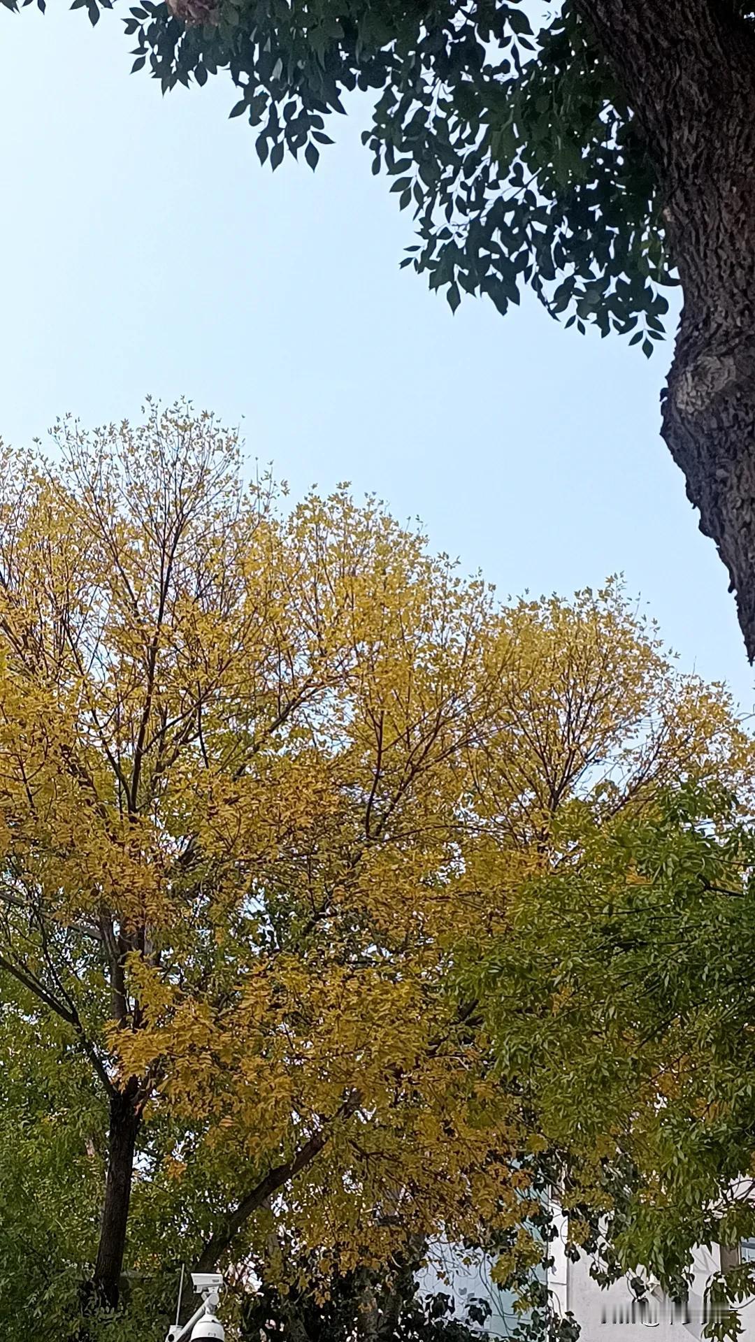 上班路上
欣赏美丽秋天黄叶

