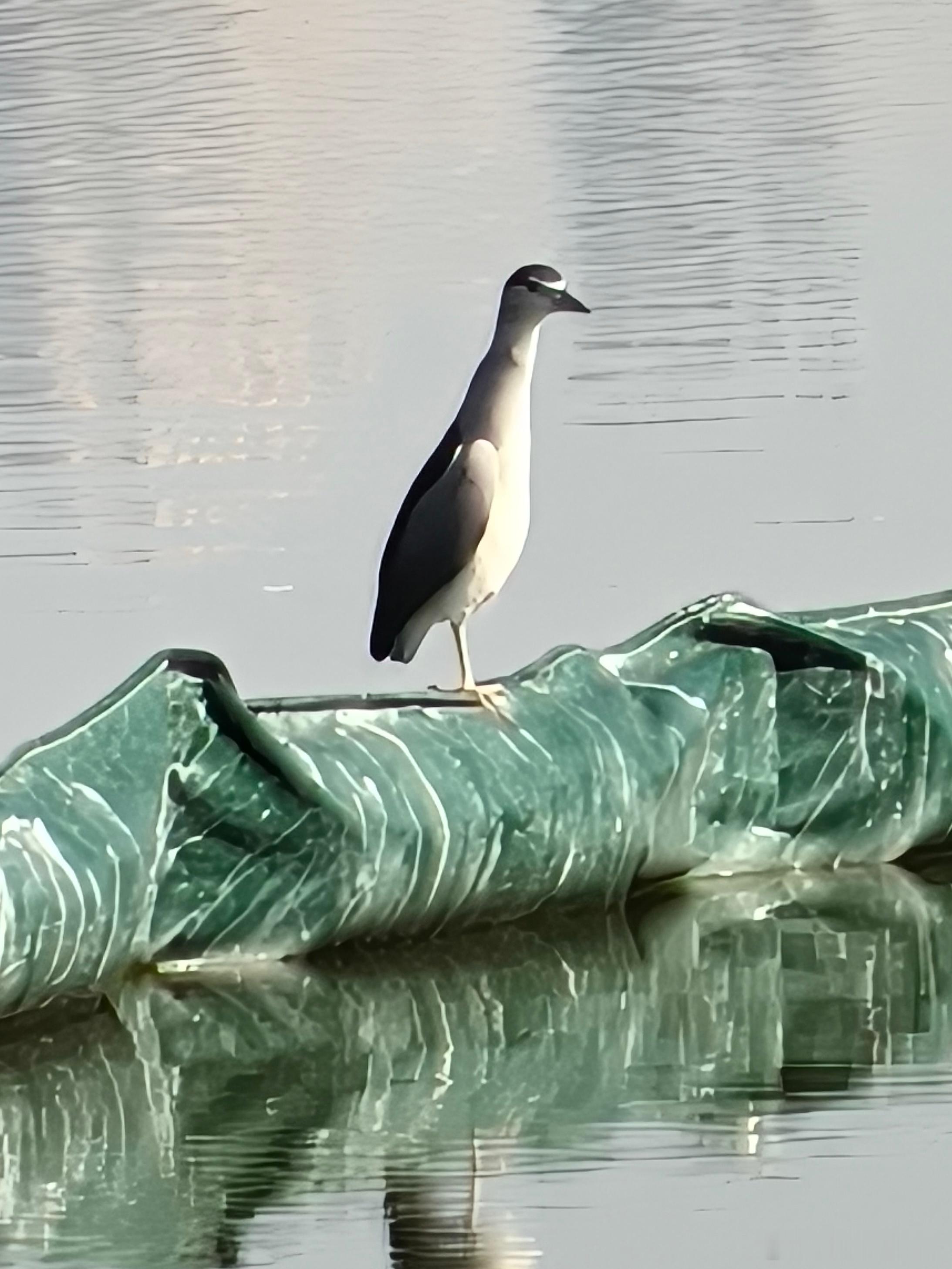 鸟粉投稿 送分题环节～自信地说出它滴名字 