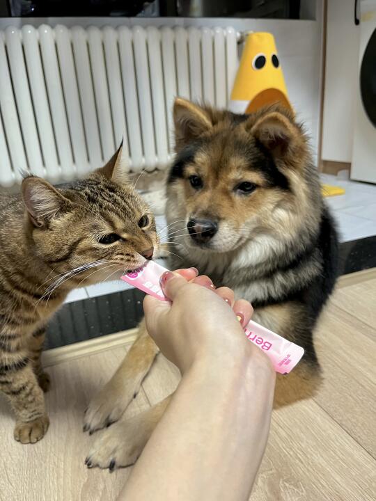 每次喂猫条都能看到一只望眼欲穿的大馋狗