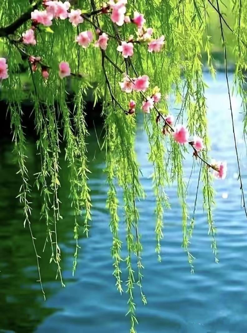 四块玉·醉春
芳菲繁，柳含烟，
轻云淡淡过前川。
一襟春思随风散。
醉眼看，四月