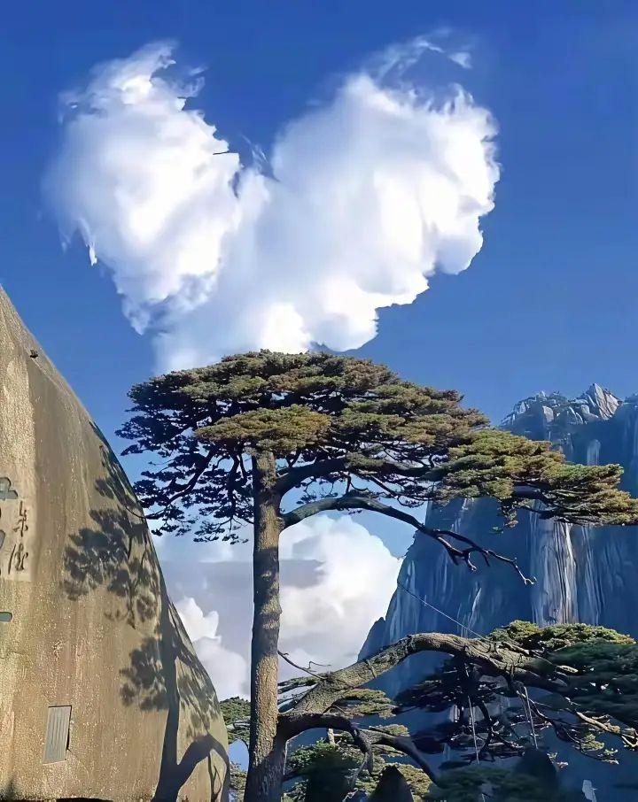 黄山迎客松笑迎天下客