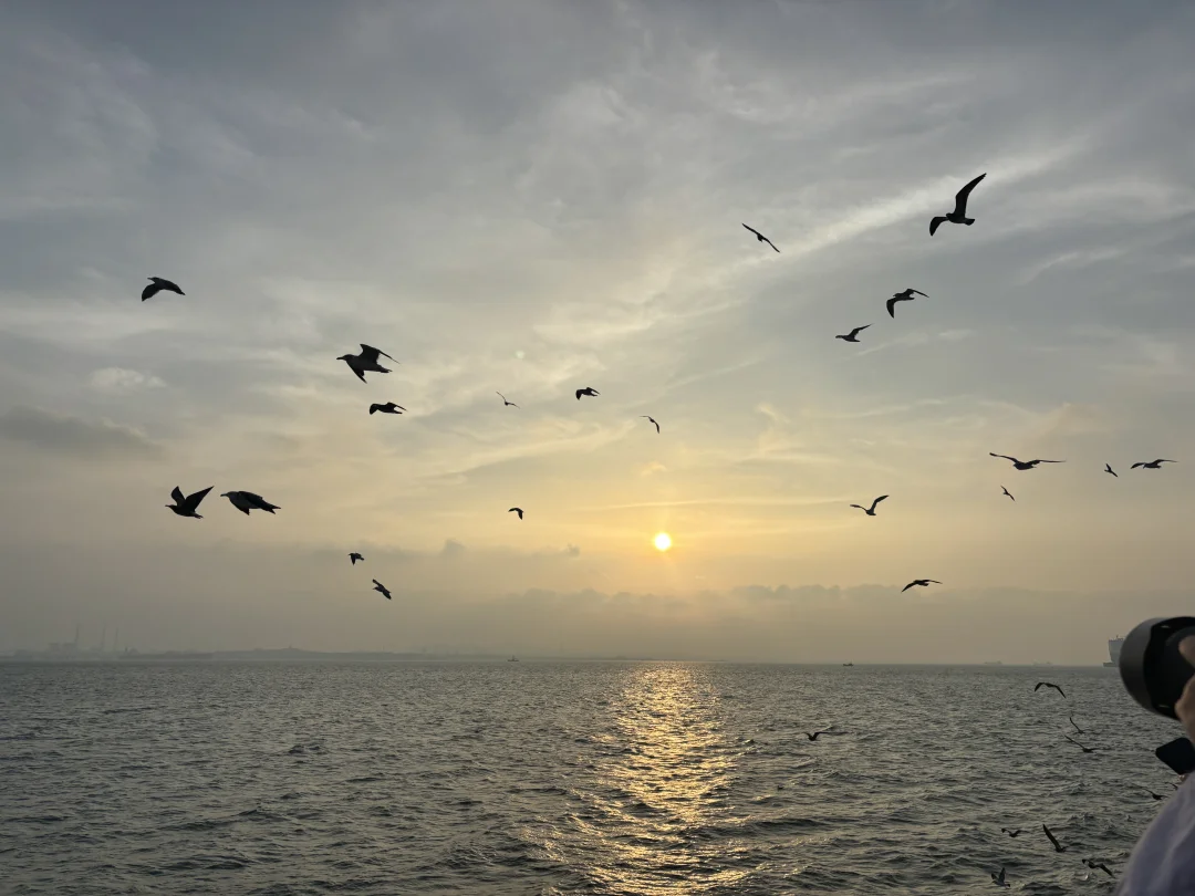 有空一起看海鸥吧