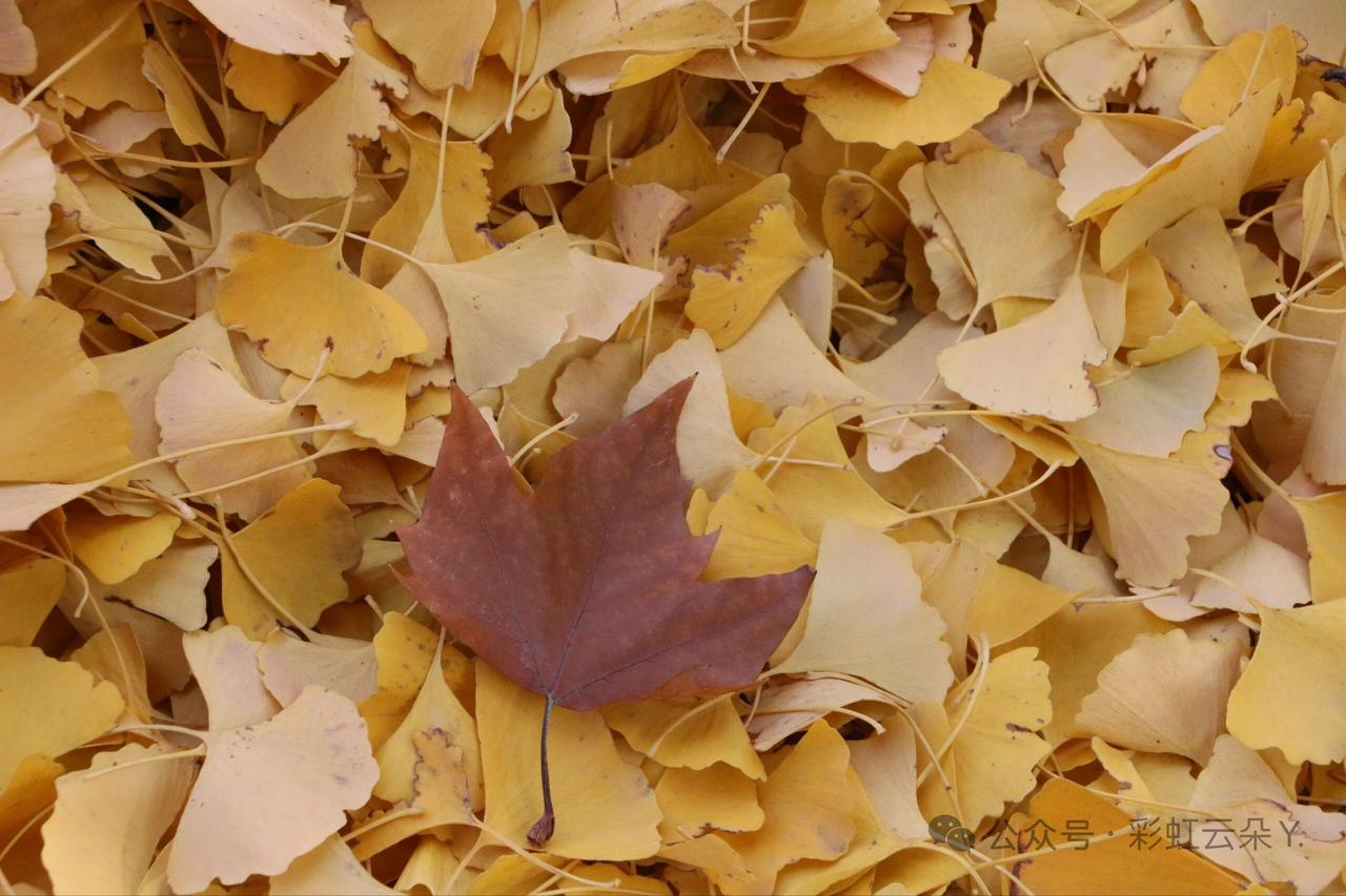 你是否也有过这样的经历：遇到外国人问路，英文很差不知道怎么回的窘迫。
公交站我正