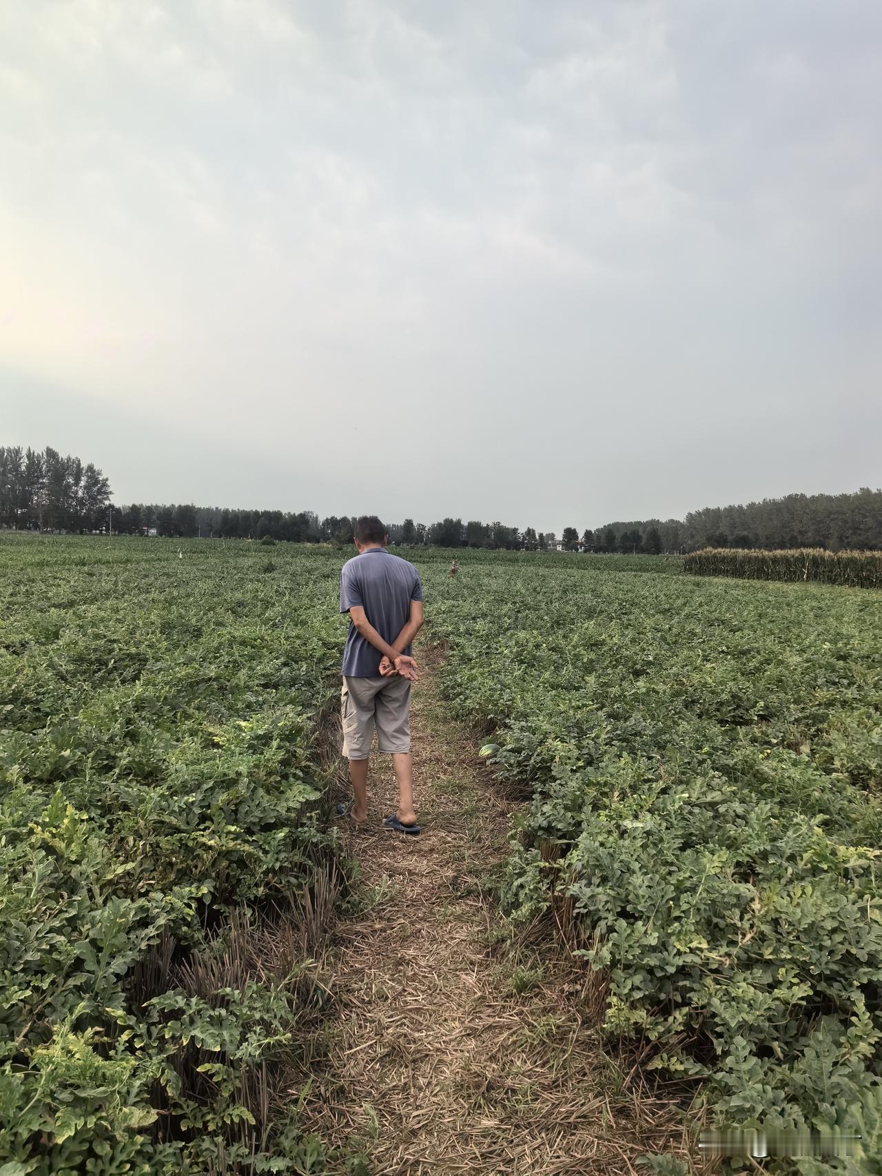 80岁的父亲说他种的西瓜熟了，想着咋能让我们吃上。

我说过一段我们就回老家了，