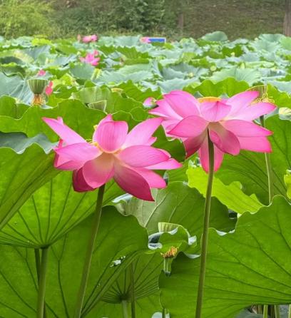 就业确实严峻！和一个同学聊天，本科杭电，硕士浙大，计算机专业。我问他签的工作肯定