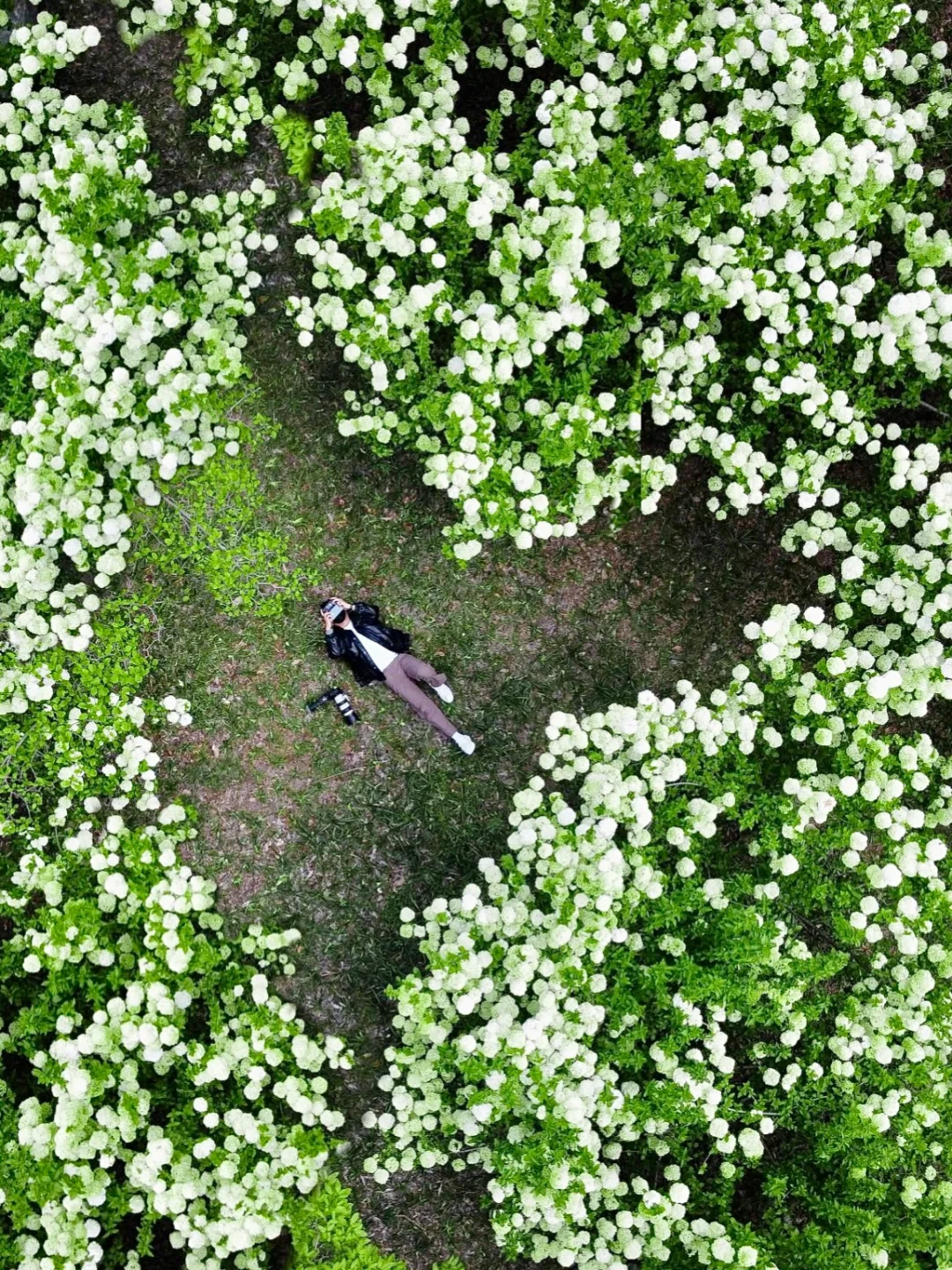 春日赏雪❄️4️⃣月苏州观赏木绣球保姆级攻略