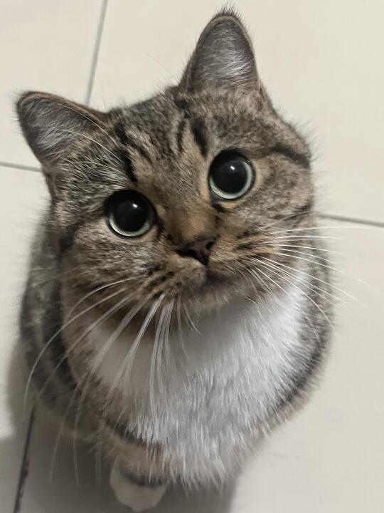 交出你手机里最近一张猫猫照片