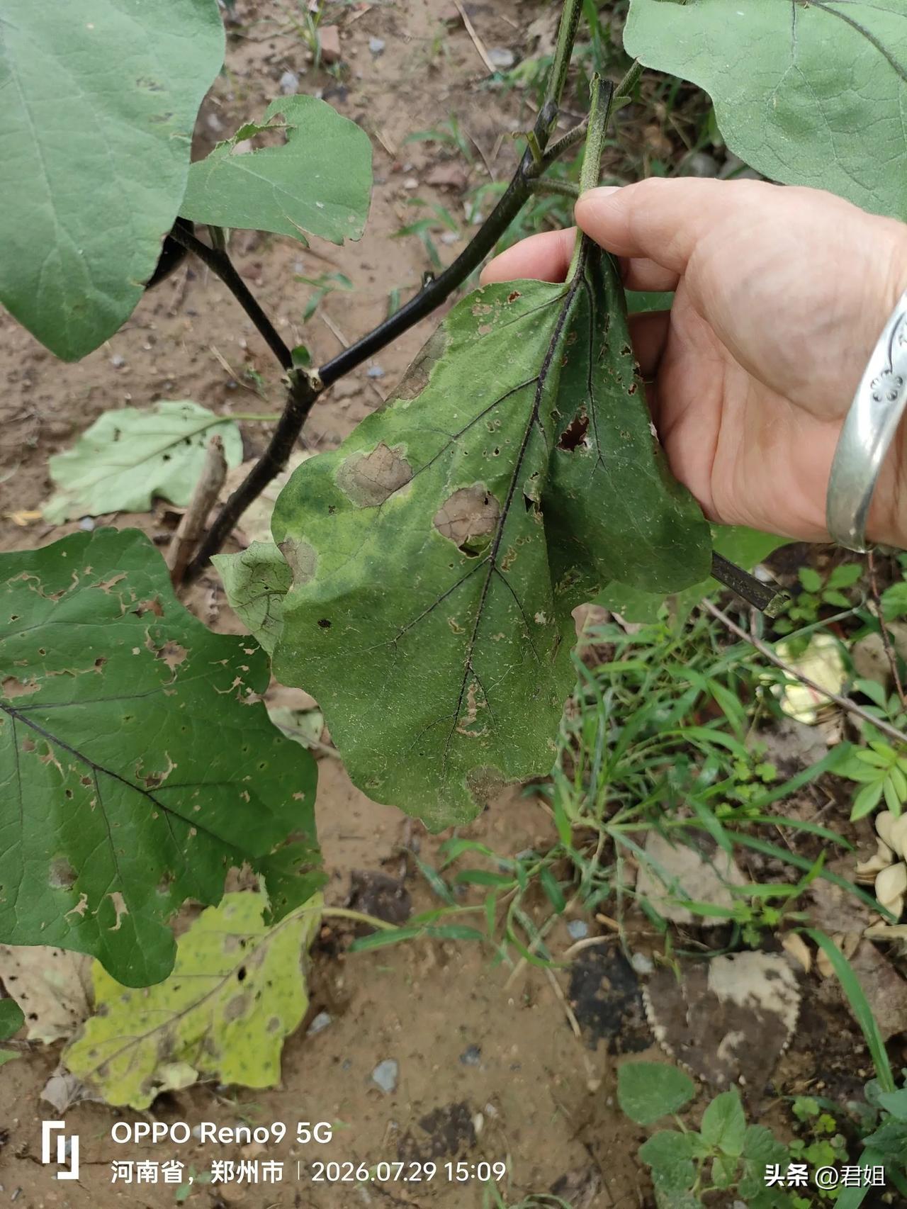 看见网上宣传说苏打水可以喷植物，预防病虫害也有助于生长，我照着做了，隔了一天我去