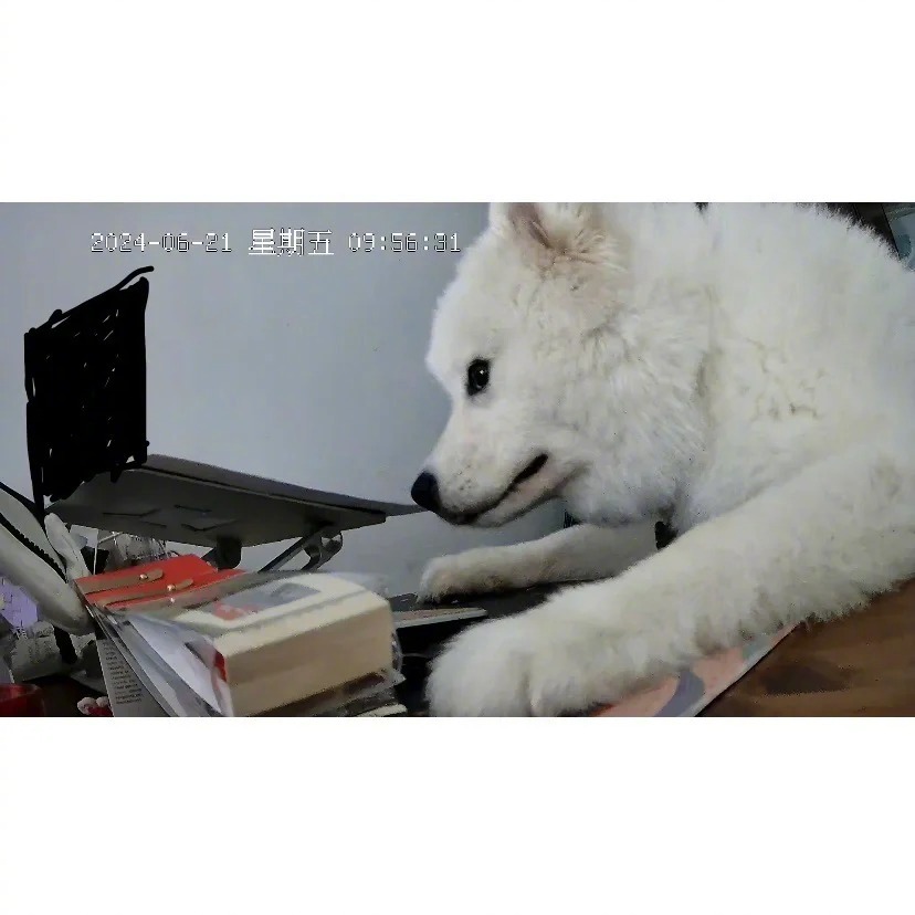 论科研狗是如何诞生的[奋笔疾书] ​​​