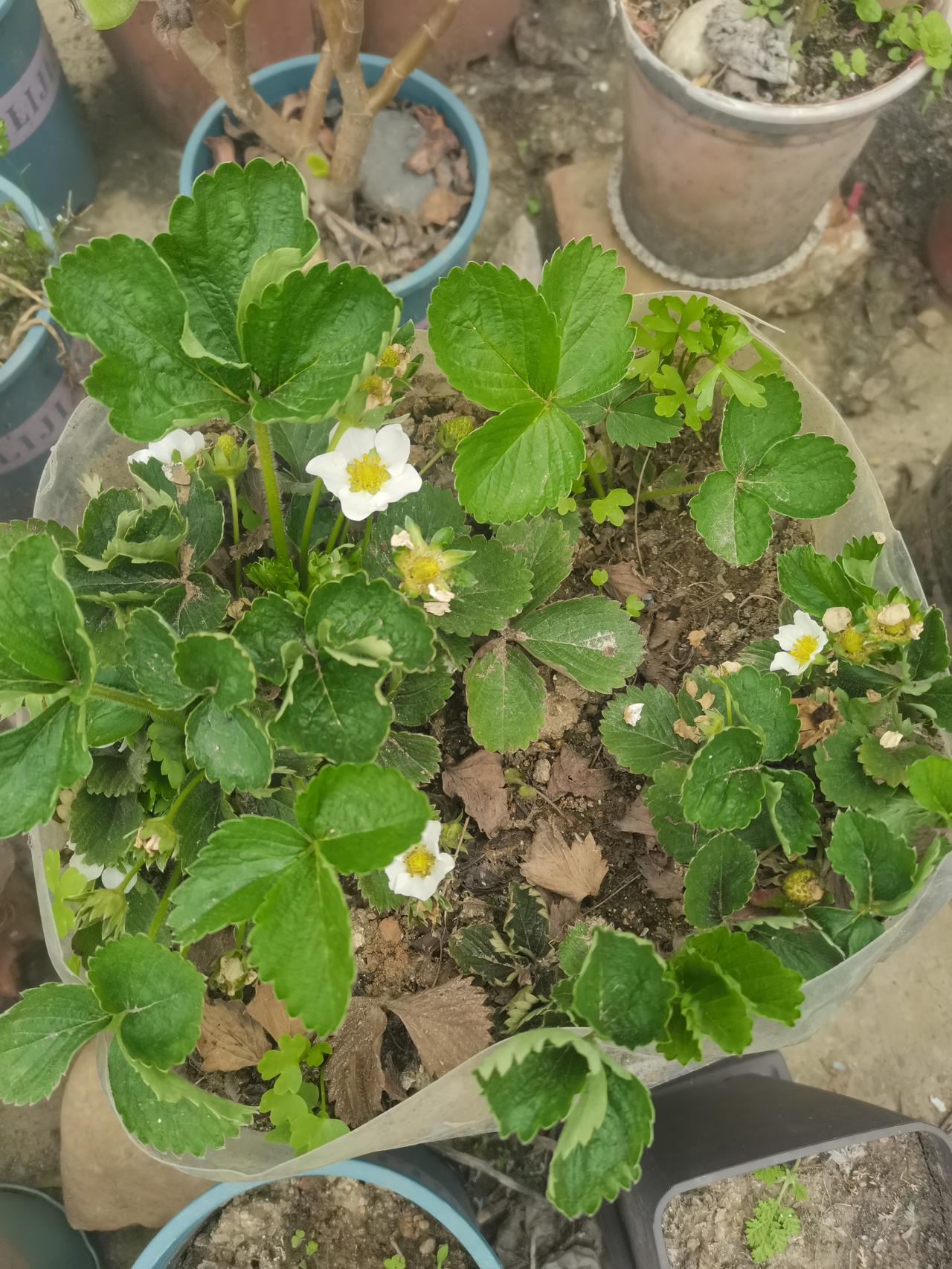 自种草莓，能实现草莓自由吗？
今年这草莓能吃到嘴里吗？
看看人家的早早上市，自己