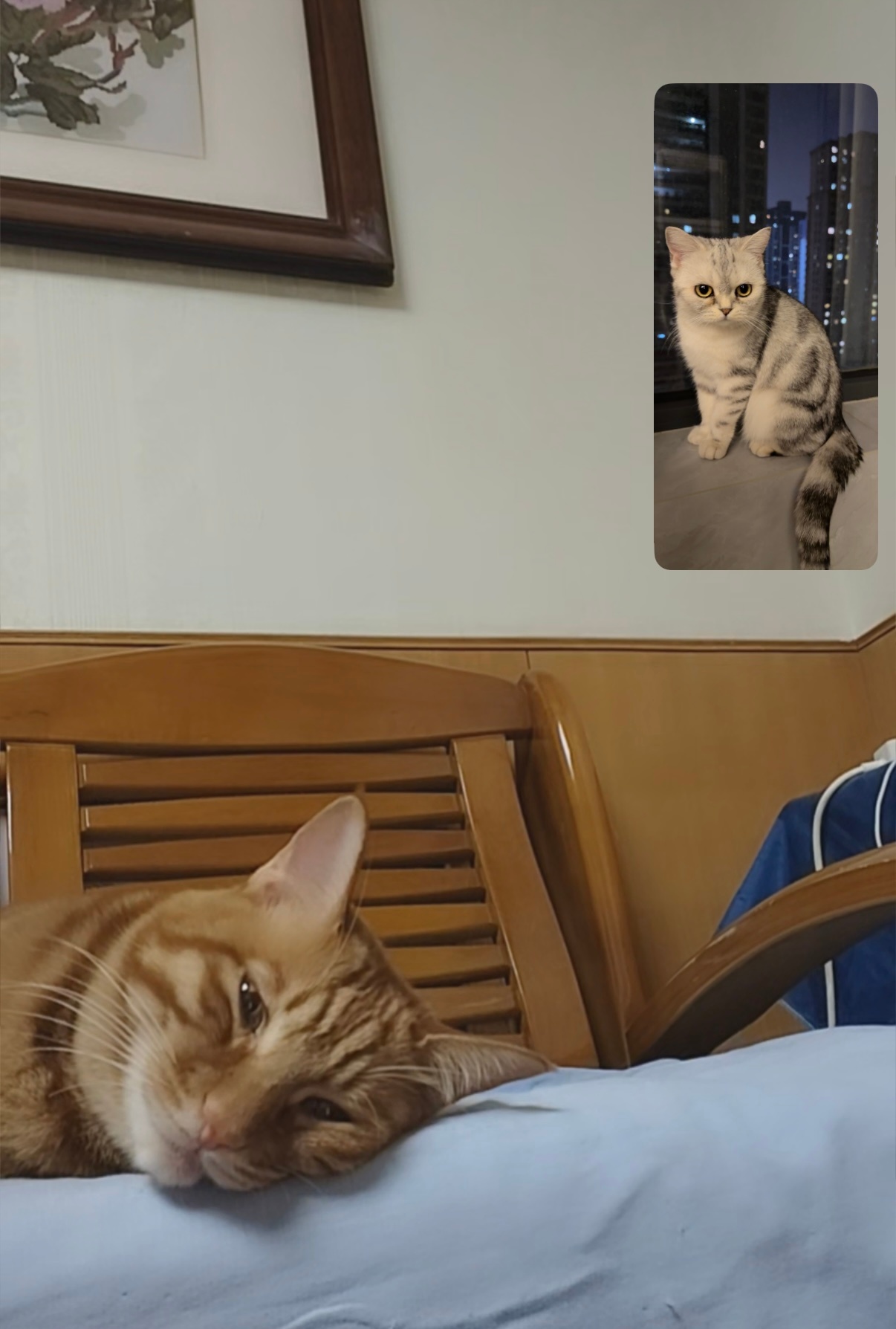 让分居的冰冰和哆米通个视频 ，虽然不在一起了，但也要保持联系 