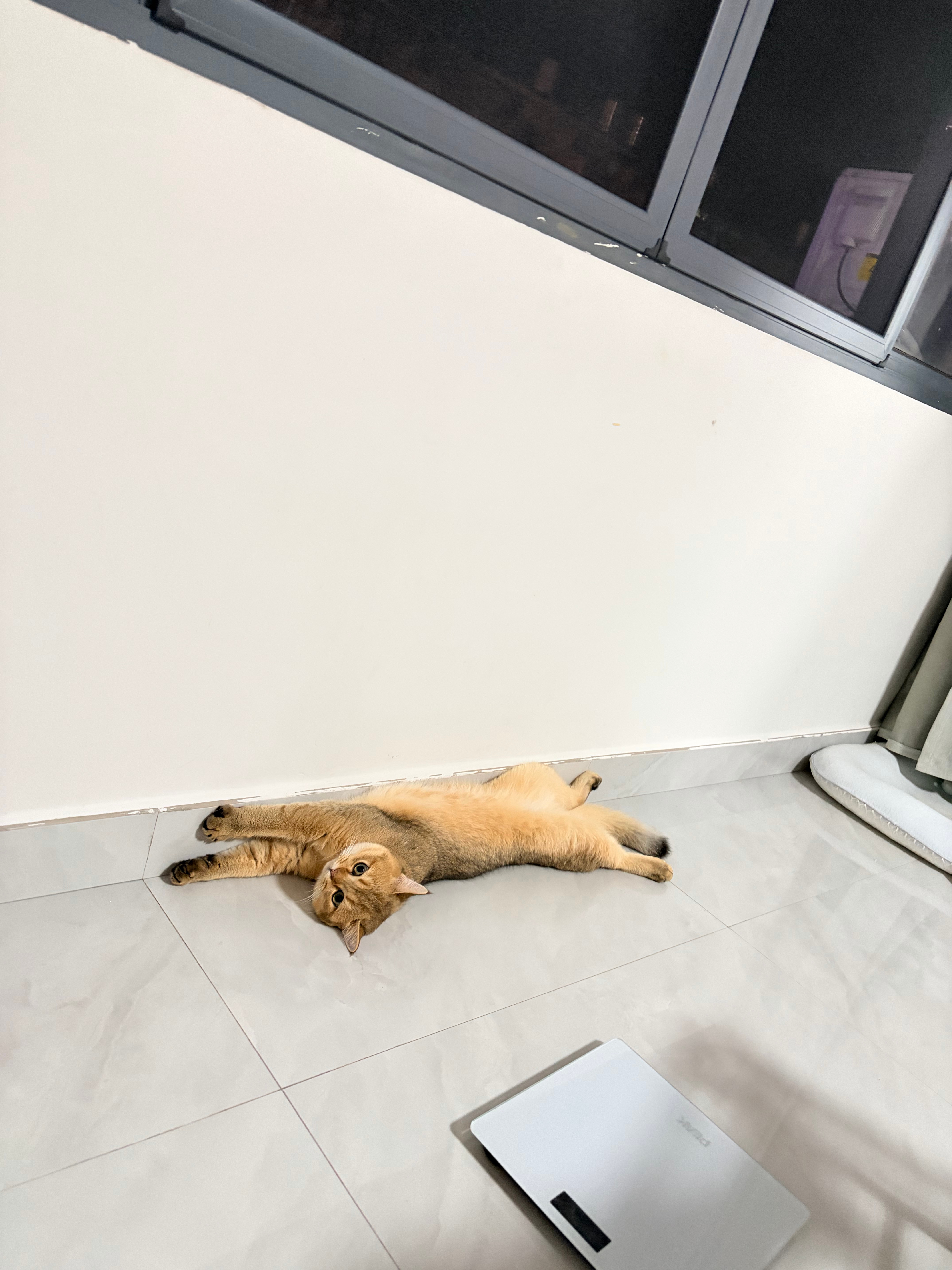 我妹:小猫真好闻，爪子也好闻一股炒米味可是我闻到的是臭味啊[泪奔]总觉得小猫爪子