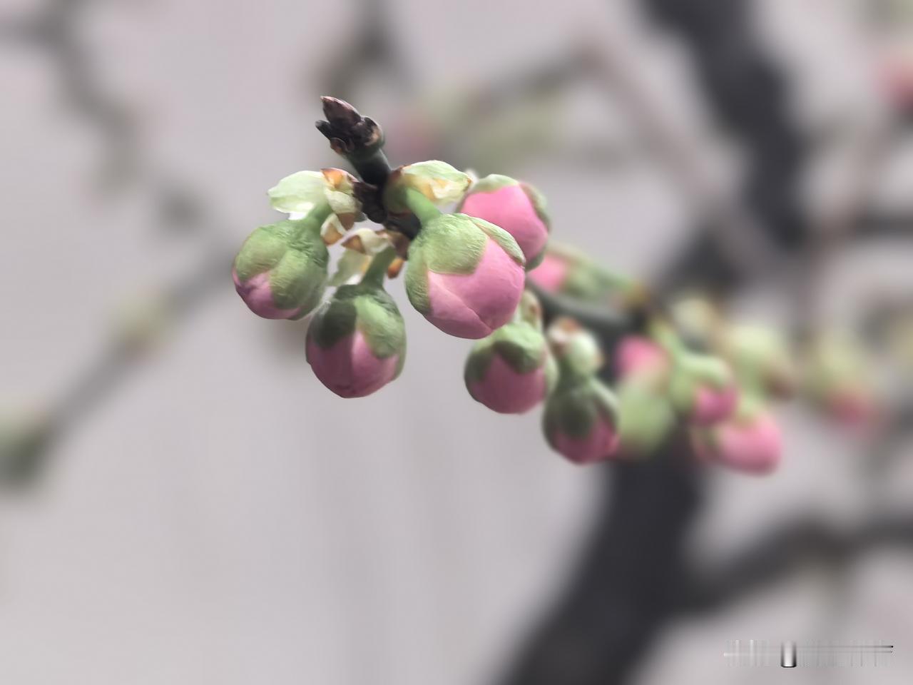 梅展的配角——海棠花（颐和园畅观园）