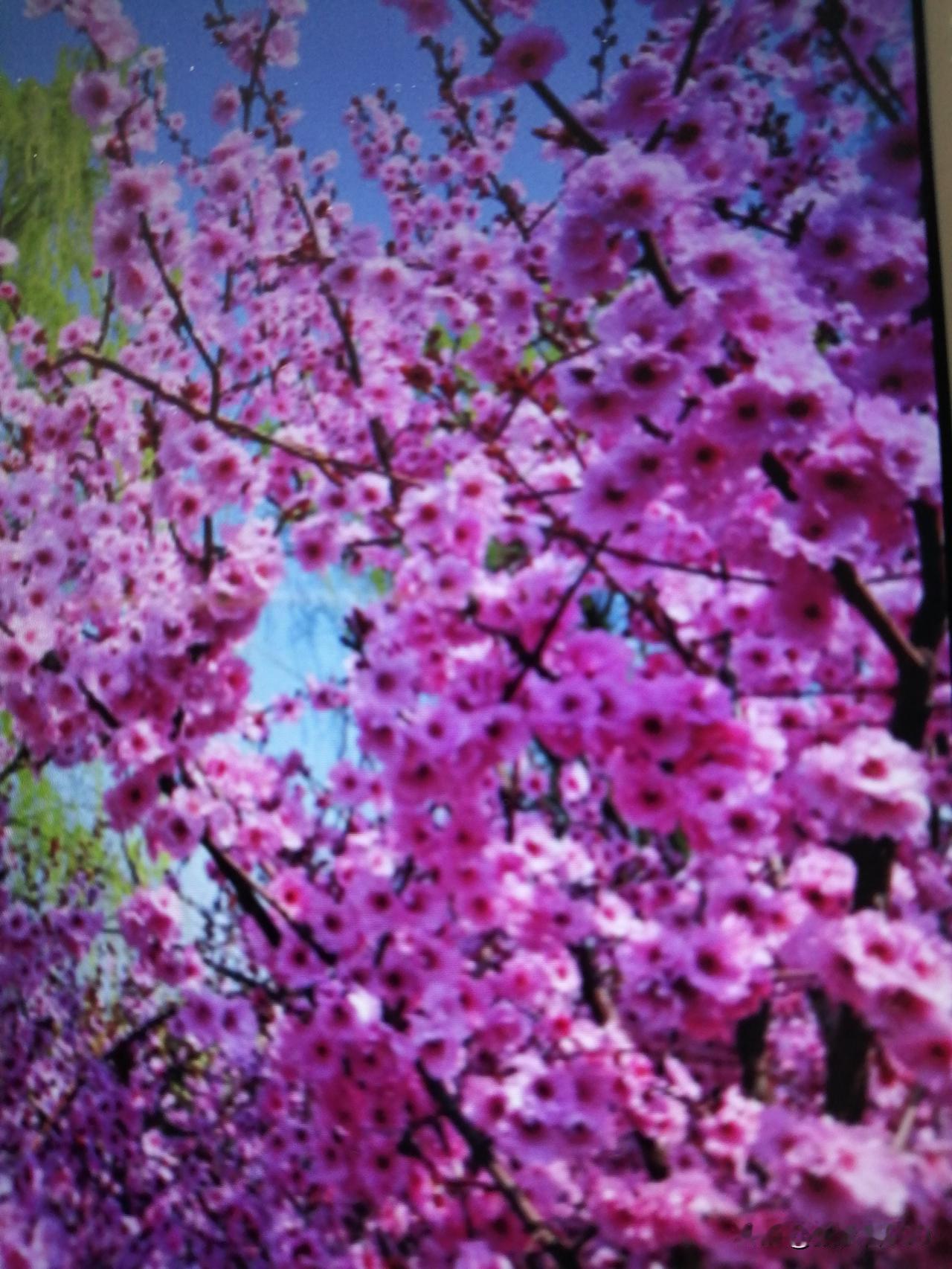 辽宁省丹东市宽甸县长甸桃花节随笔：
三月桃花显风流，
情窦绽开舞彩绸。
娇颜引来