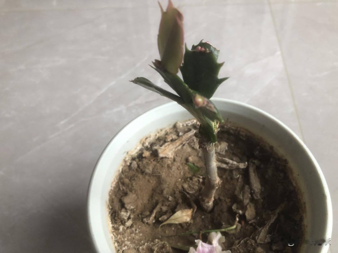 上午锻炼完，无事可做了，那就生非吧，着手沾花惹草。
春天是播种的季节，也是嫁接的