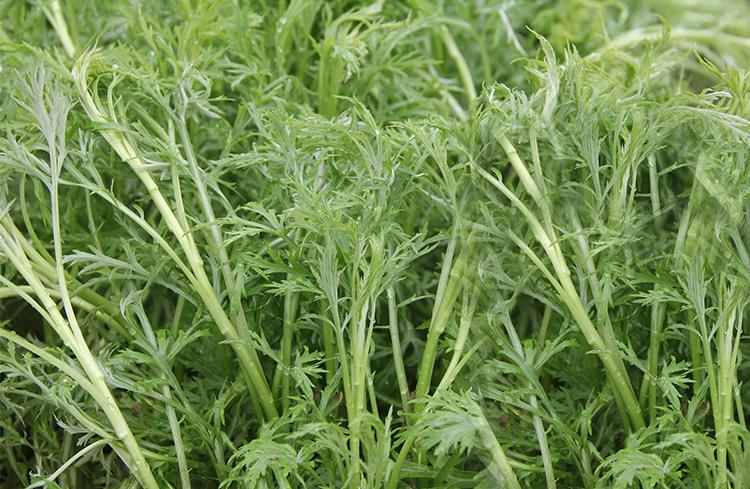 三九的菜
清肝散寒还养胃
现在吃正好。

三九寒天一到，这9天是全年里最冷的日子