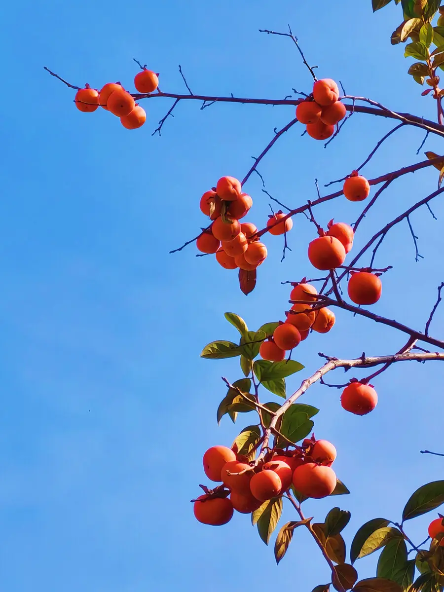 秋天的怀念 柿子在秋天时，由于温度和湿度的变化，可能会变得口感和味道有...
