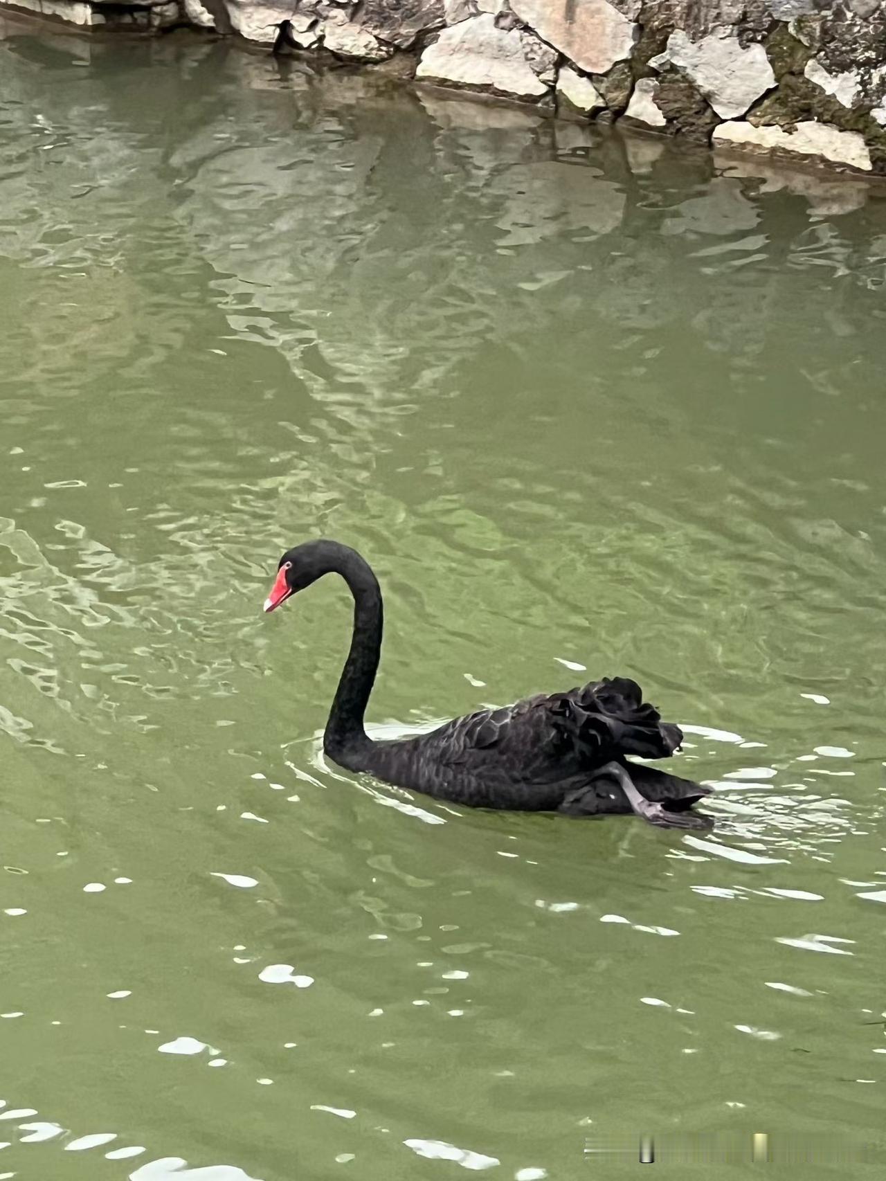 不经意间遇见这对黑天鹅，
瞬间被它们带来的宁静和慰藉治愈了。这黑天鹅的优雅姿态，