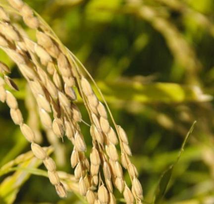 五大常任理事国的粮食自给率情况如下：第一，法国的粮食自给率高达329%。第二，俄