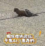 黄鼠狼钻进南京地铁！从地下管网跑进吴侯街站，网友感慨生态真好
9 月 21 日，