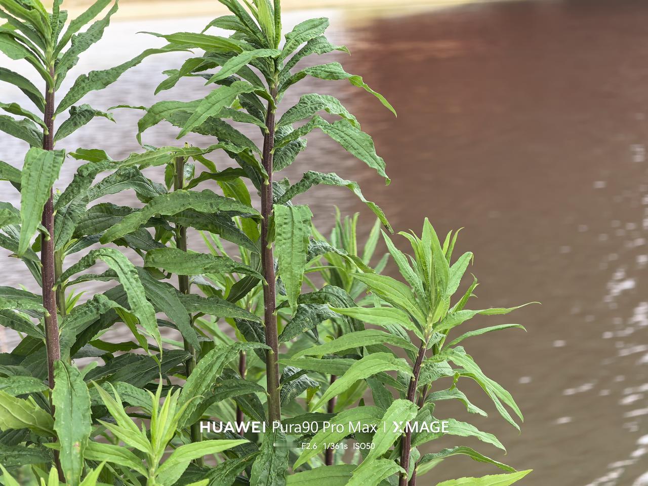 华为pura90promax之美手机拍照华为 手机摄影 Pura90promax