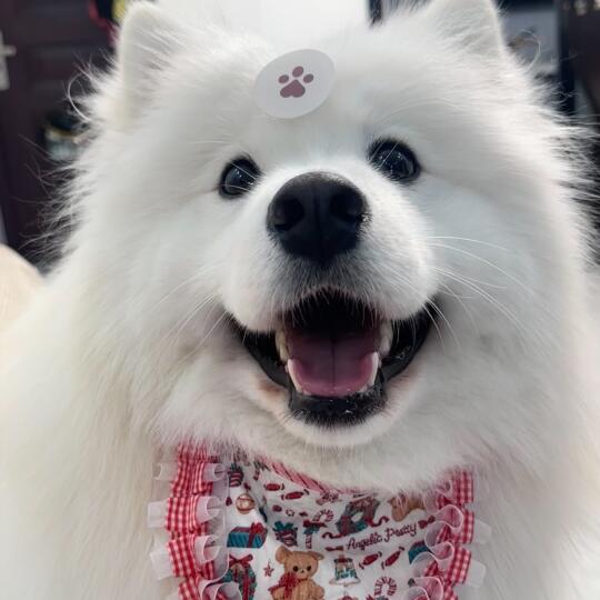 有些图截取一下就成了头像