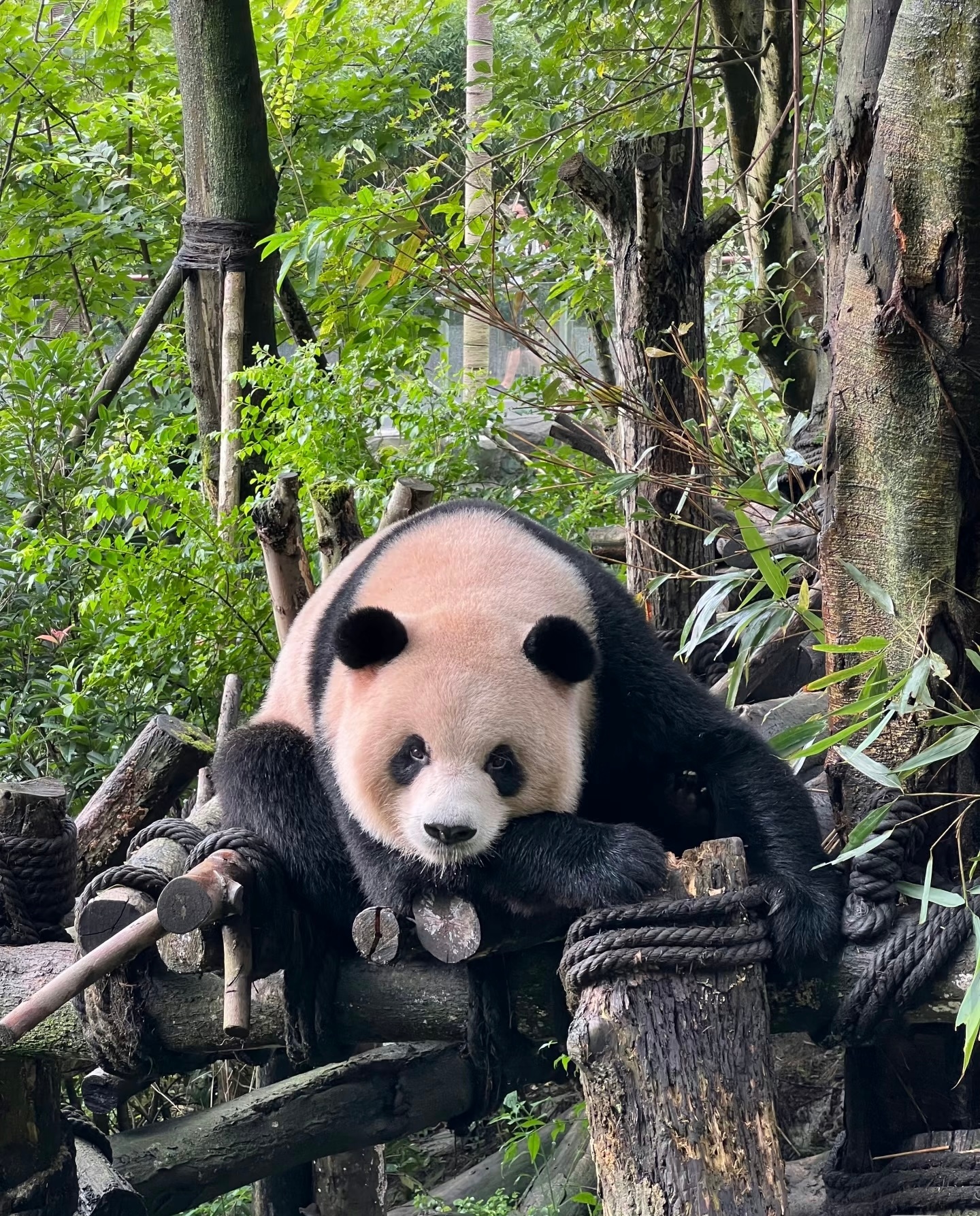 每日一善🐾熊猫守护者 🐼熊猫记·🌿 呆萌可爱 ，📸 捕捉瞬间，🐼 熊猫