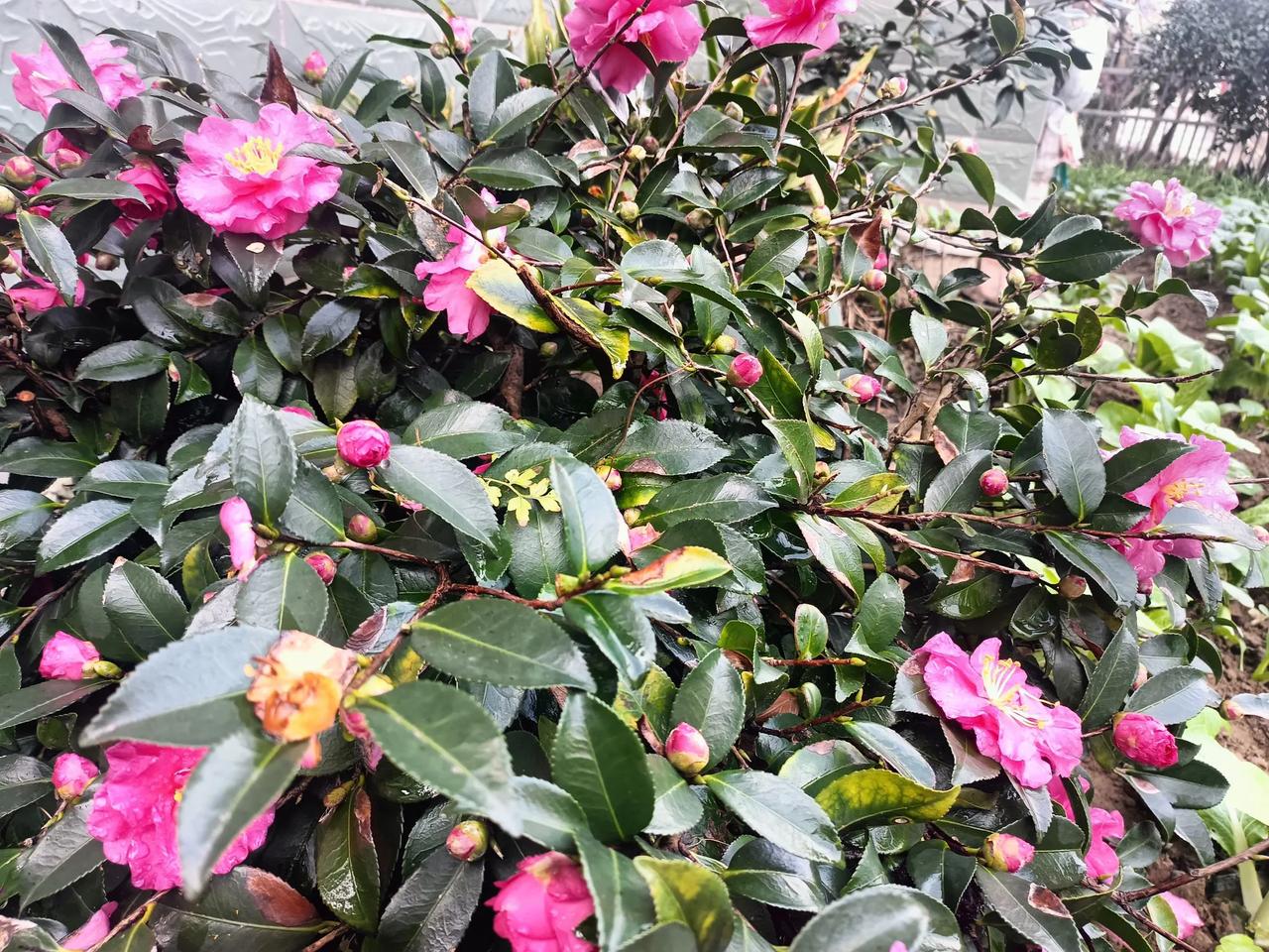 这是我的茶梅∴今年特别早开花