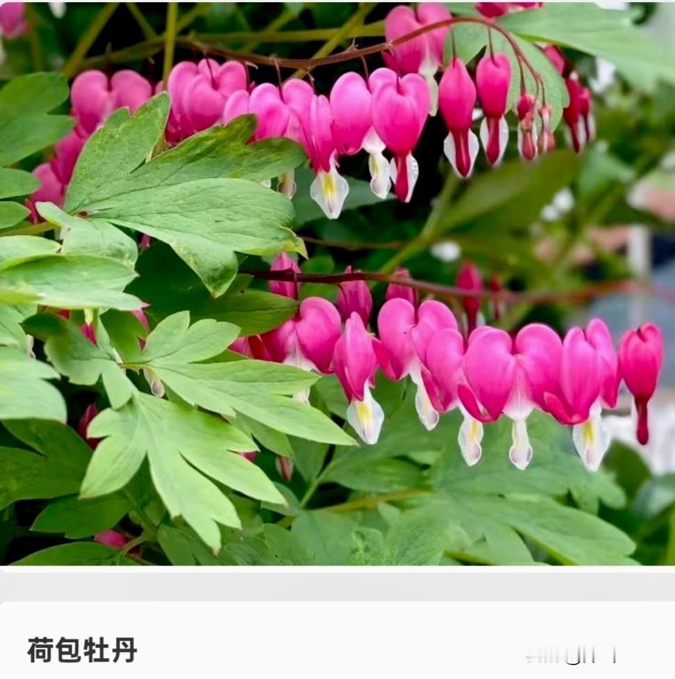 大家来看看它像牡丹吗？
相信经过大家的仔细观察后，
发现这种花的花朵呈心形，
一