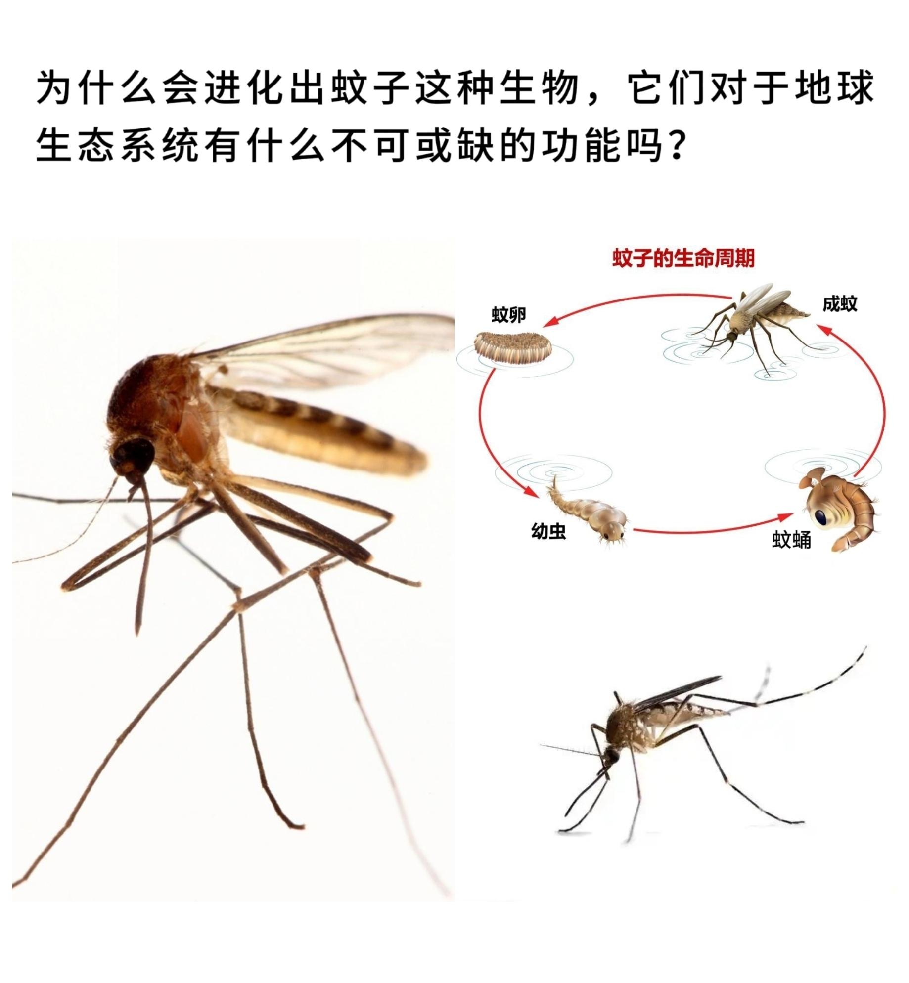 为什么会进化出蚊子这种生物，它们对于地球生态系统有什么不可或缺的功能吗？