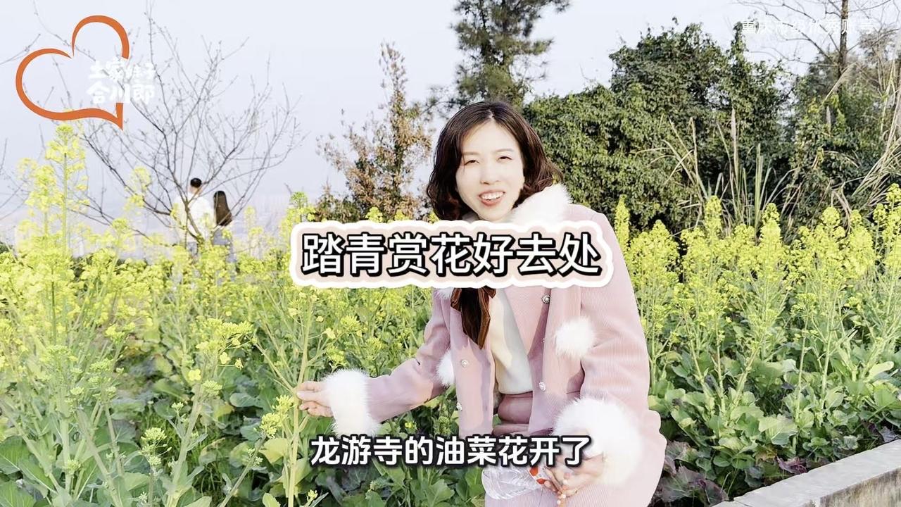 合川龙游寺：油菜花海与千年古刹的春日邂逅
🌼合川的春天，从龙游寺的油菜花开始。