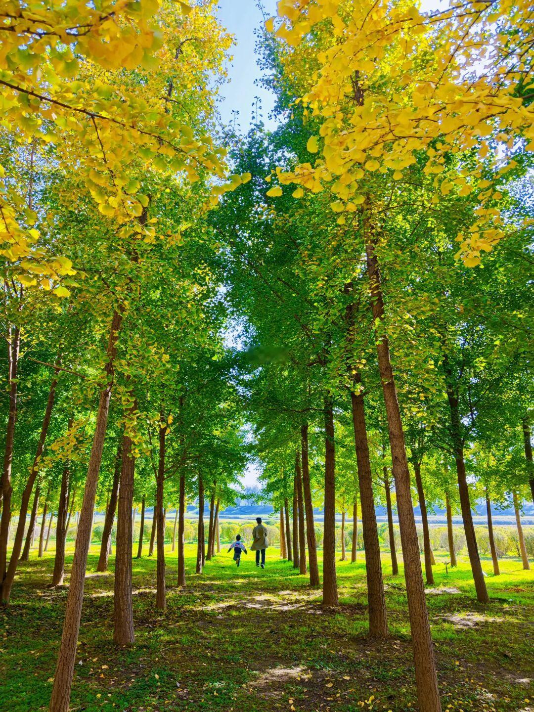 西安咸阳的这片银杏林✅露营真的绝美‼️