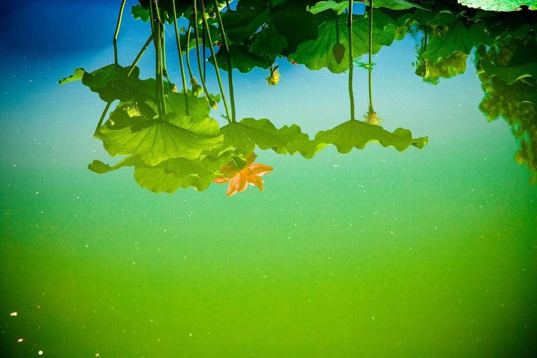 晚安，三无量。云收雨过波添，楼高水冷瓜甜，绿树阴垂画檐。纱厨藤簟，玉人罗扇轻缣。