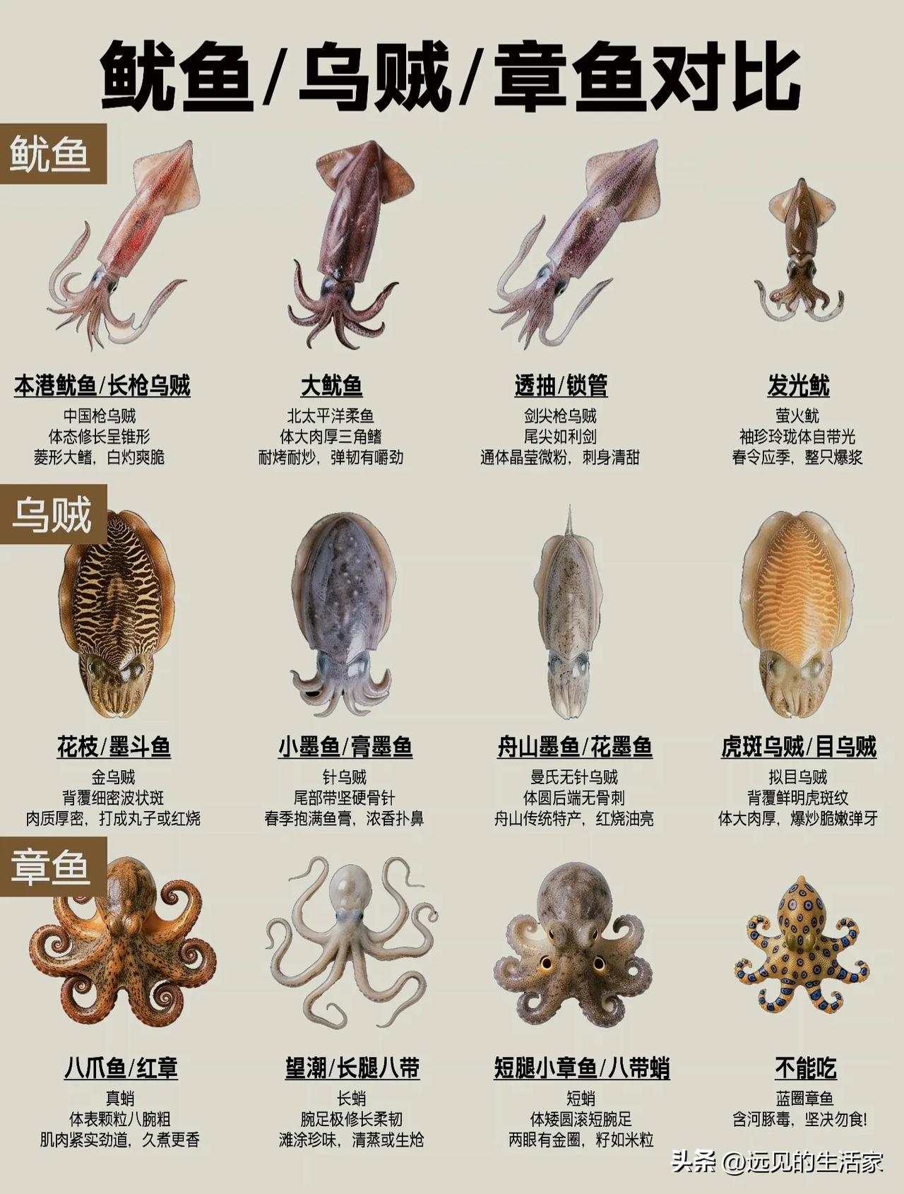 鱿鱼、乌贼、章鱼总搞混？一张图分清，买海鲜再也不踩坑！
 
🦑很多人逛海鲜市场