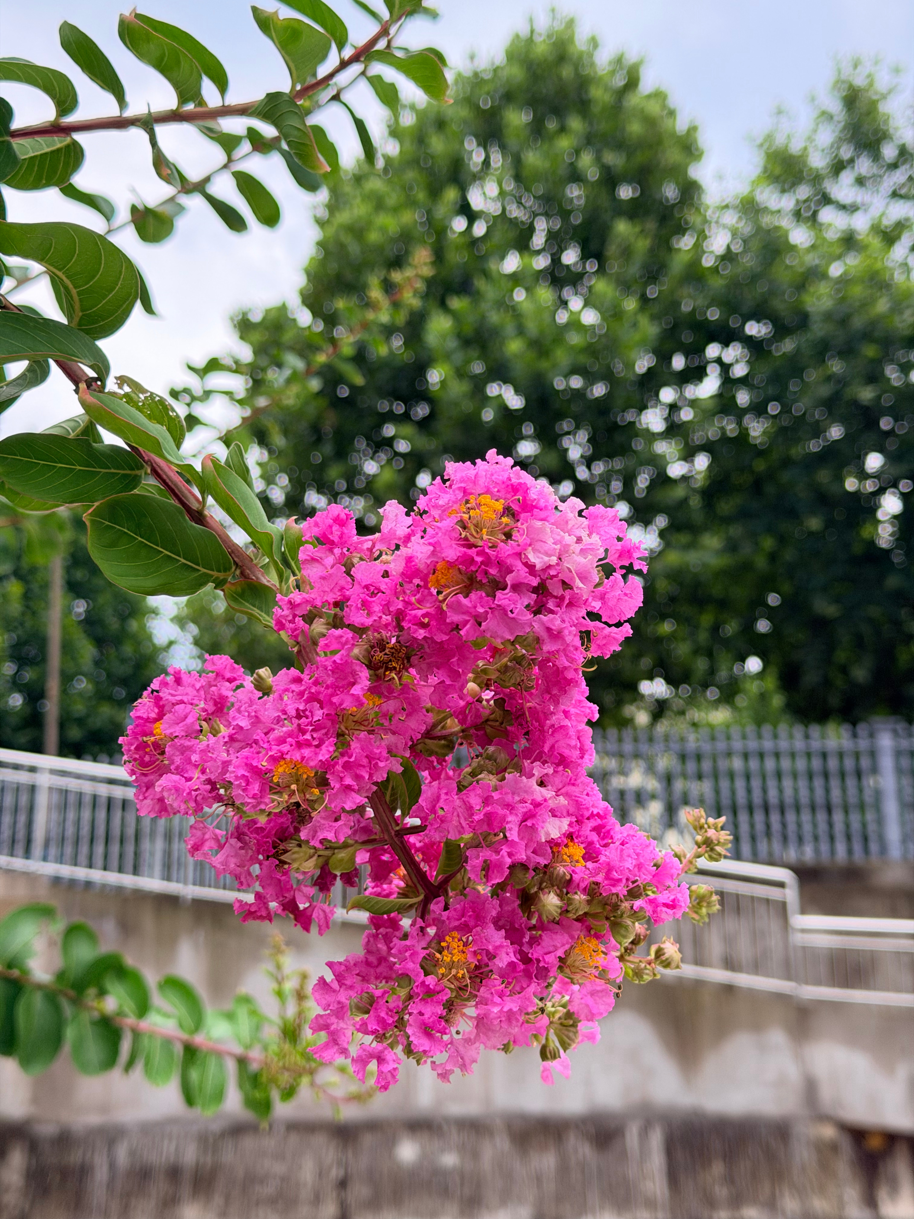 紫薇花（百日红）🌸        这是紫薇，也叫百日红、痒痒树，每次看到它的时