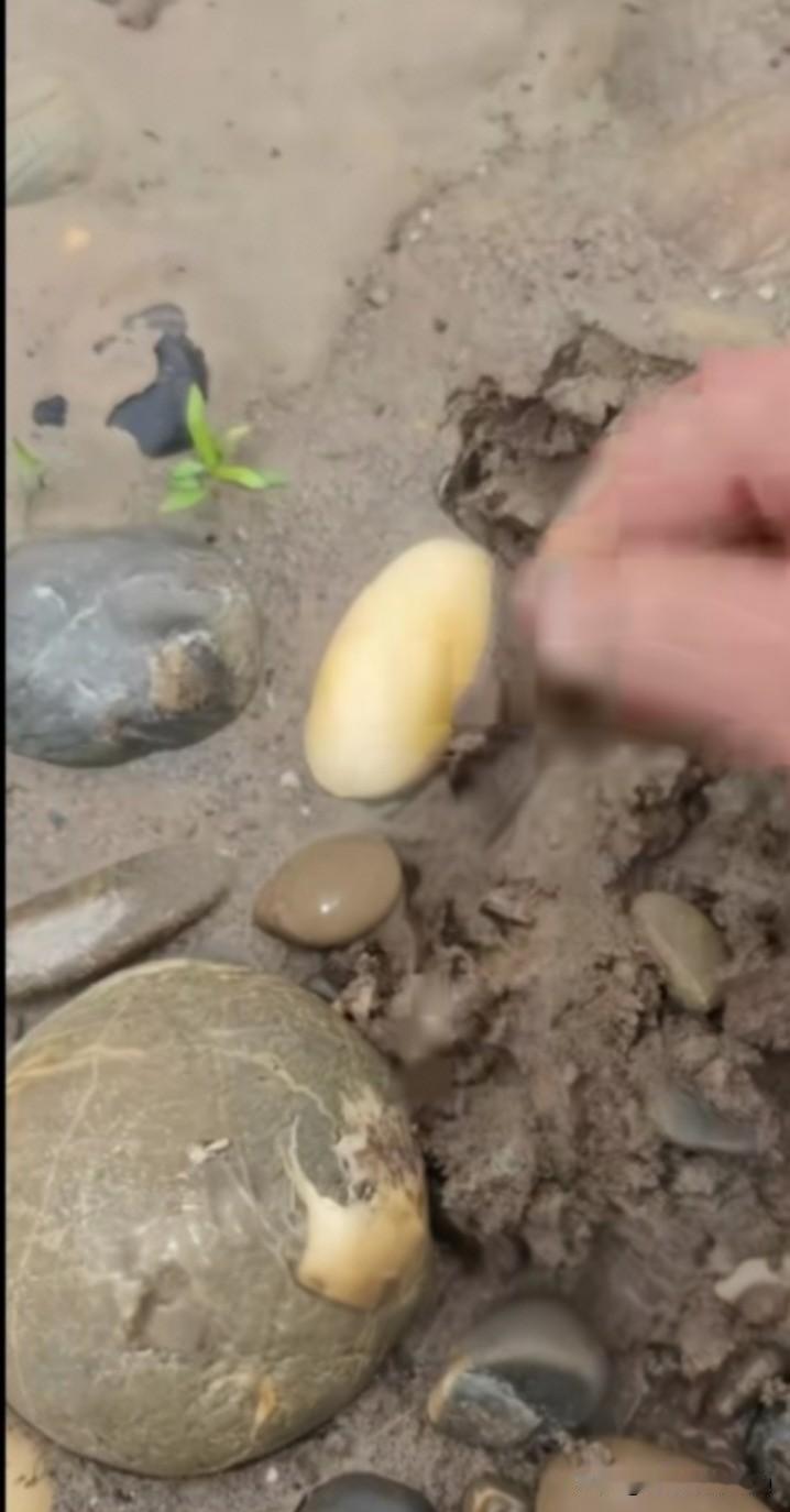 在河边偶然发现两块石头。一块形似土豆，毫不起眼；另一块表面光滑，纹理清晰，十分惹