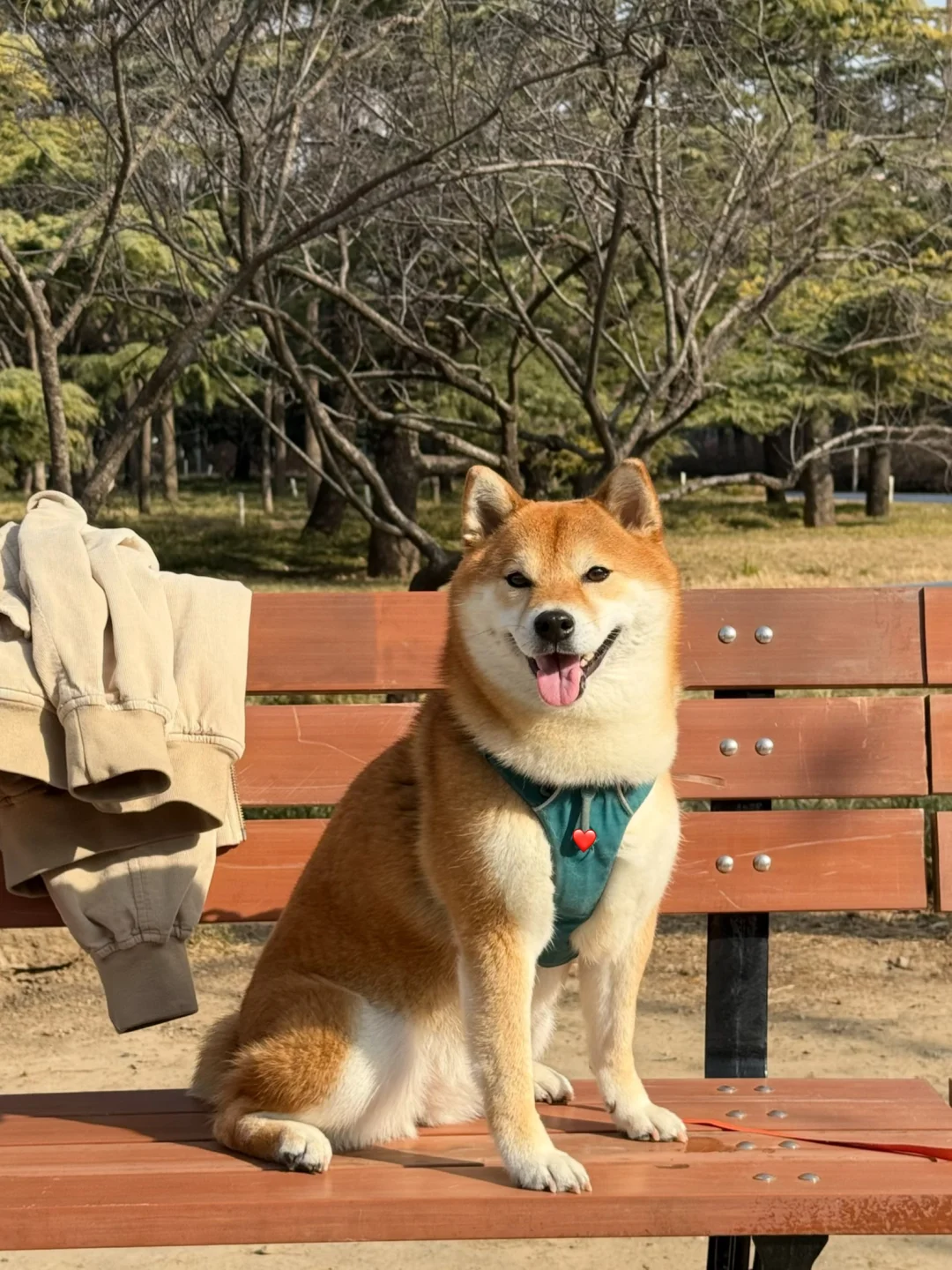 每天和小狗一起等花花