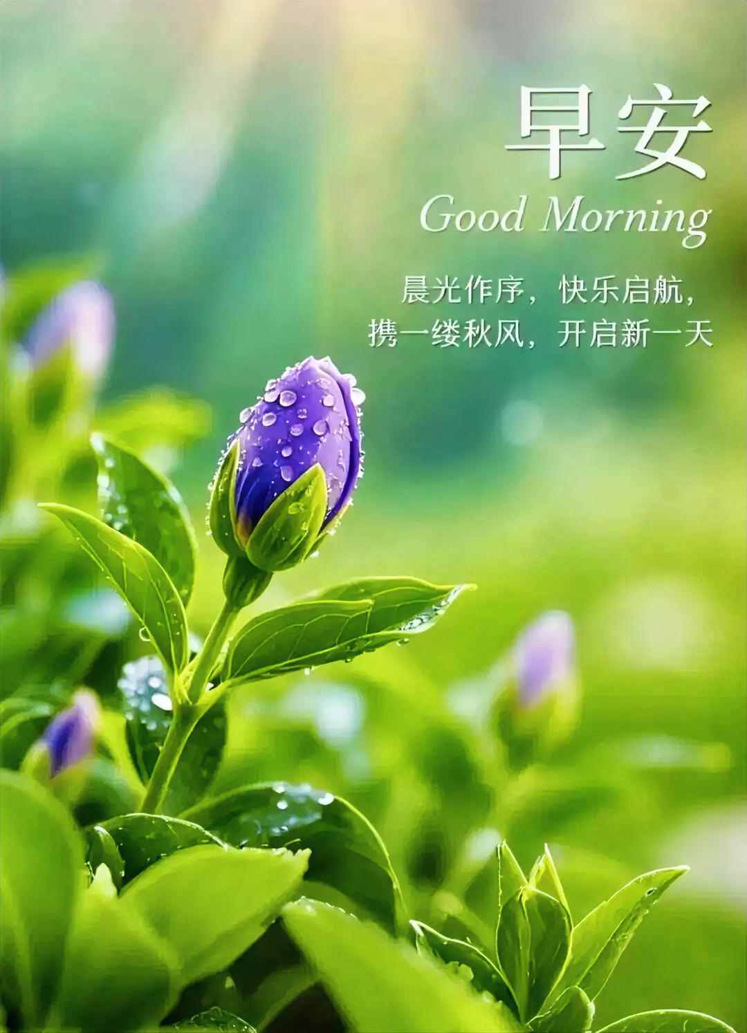 早安！晨光开篇，露珠轻触紫色花苞，秋风递来早安问候，今日份治愈已准时送达！
晒图