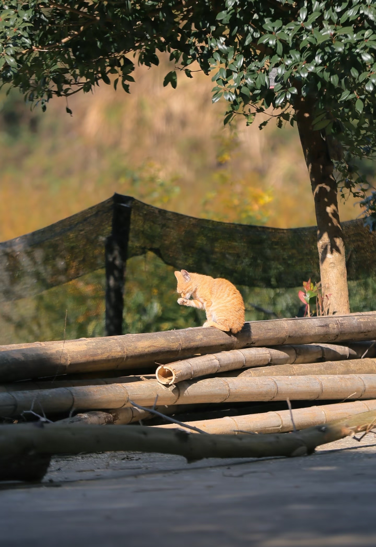 当你以为回县城老家是退路时原来总以为，回县城是退无可退的退路，后来才慢慢羡慕起留