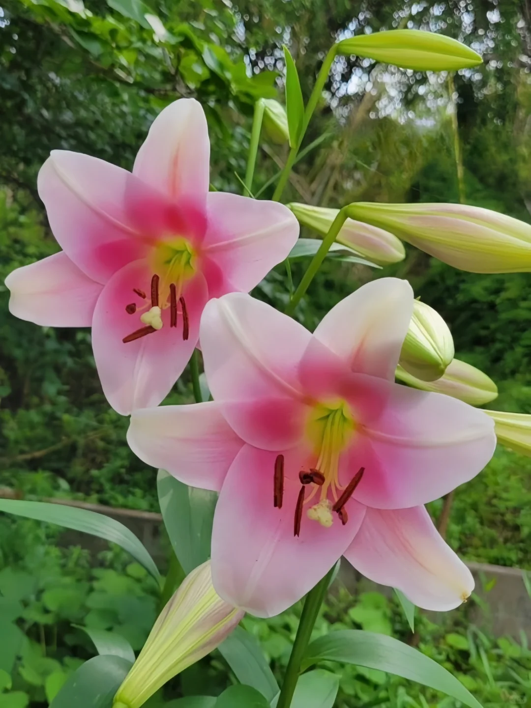 雨后花好美，像洗完澡，觉得自己帅的一塌糊涂