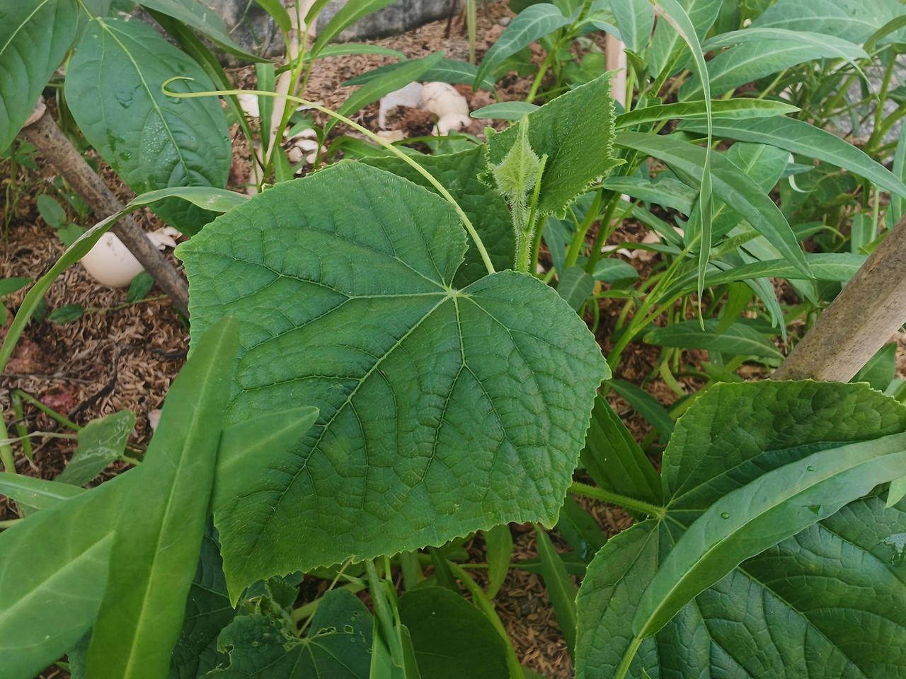 买种子花了一百多，肥料也用了一两百，[捂脸][捂脸]讲出来有点可笑。
收获并不对