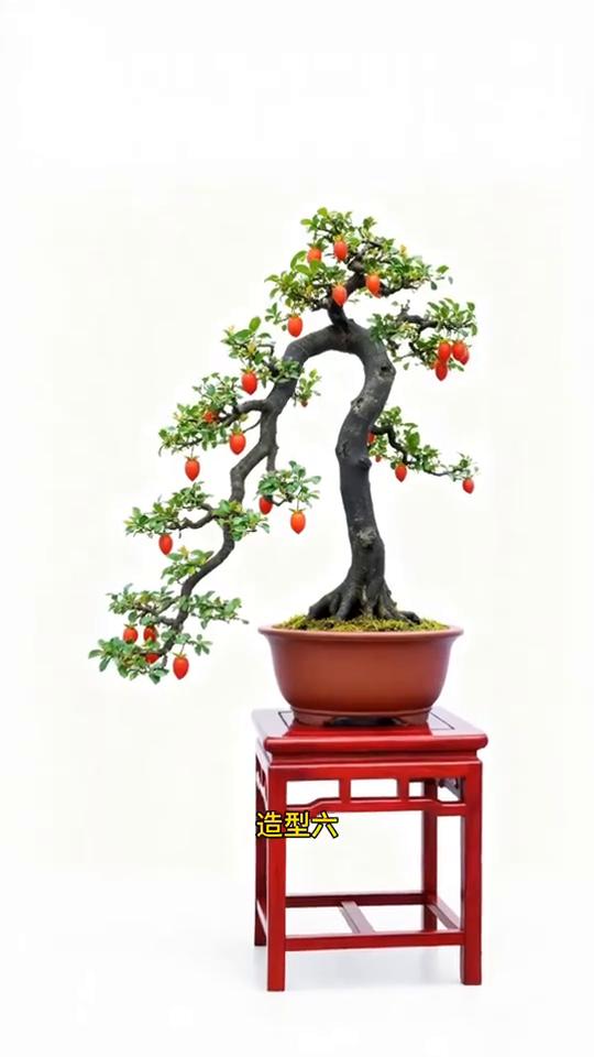 九个盆景造型参考图，你喜欢哪个？
造型一、造型二、造型三、造型四、造型五、造型六