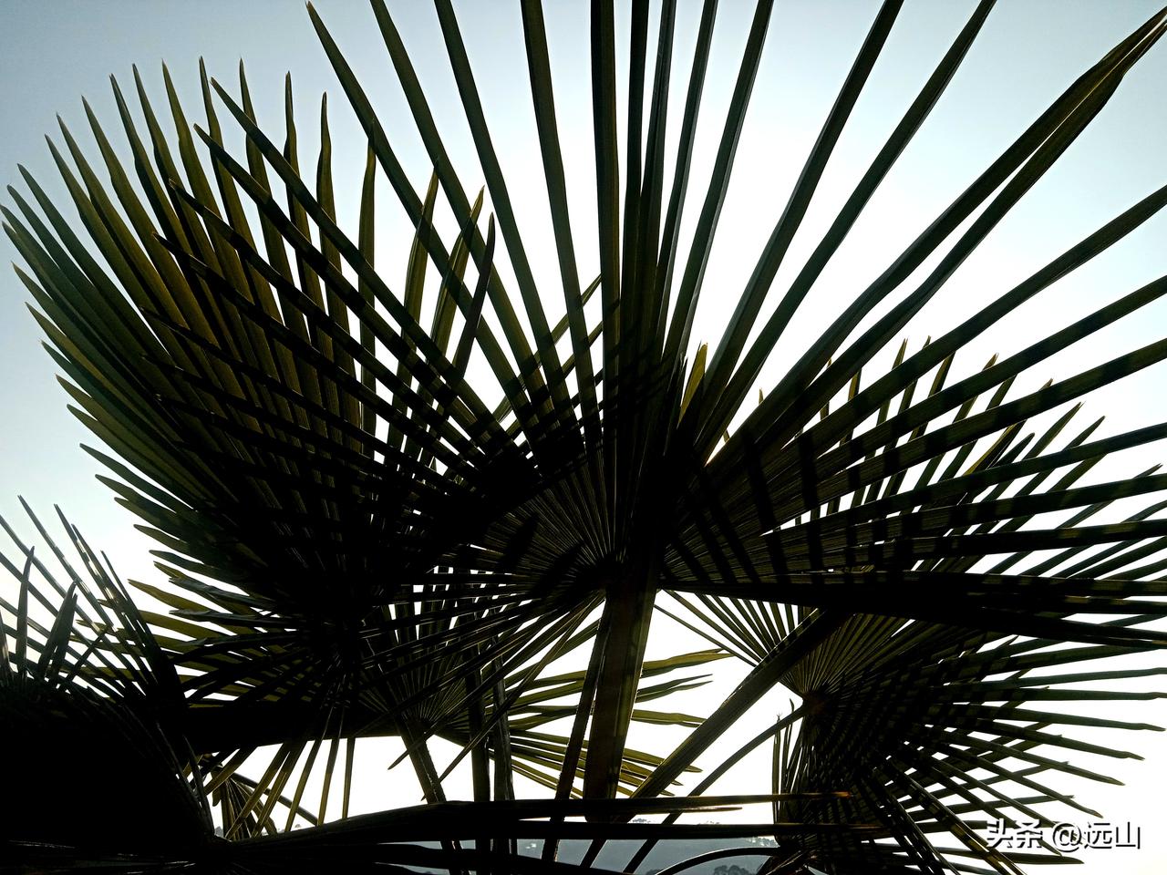 我认识一位农民作家，在山里享有盛名。有一天，我们村里遇到白事，请来邻村贝马做法事