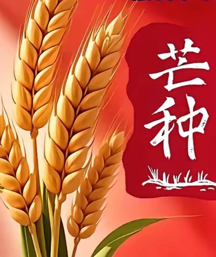 《芒种书》

镰刀弯下腰时，麦浪就黄了  
布谷鸟把节气唱成五线谱  
在电线杆
