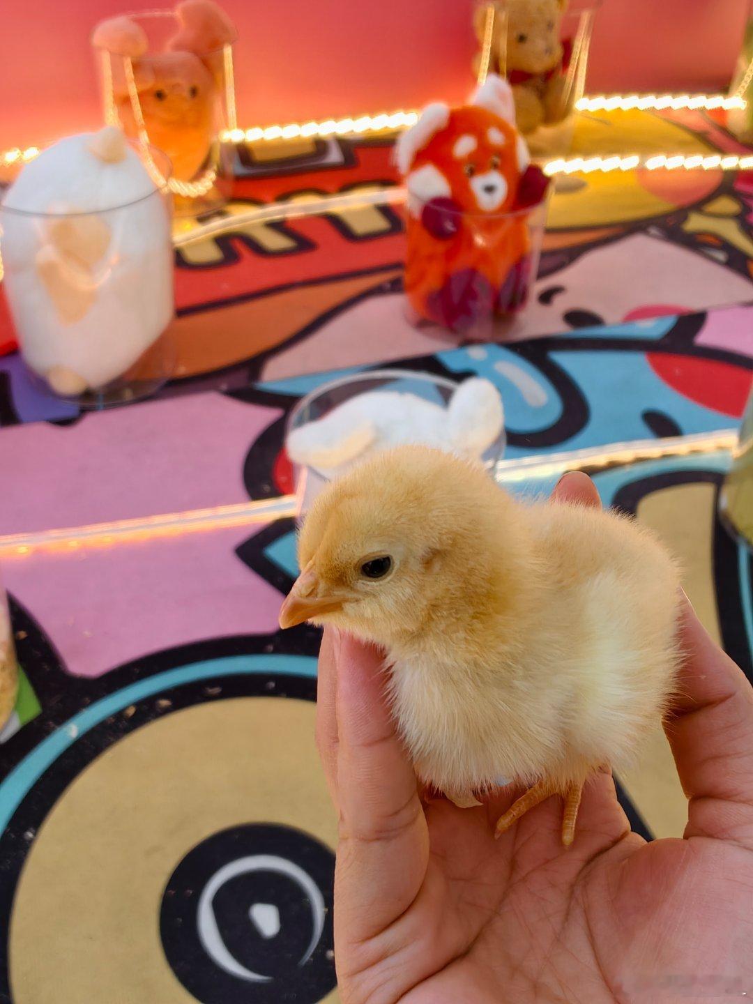 你们说要不要玩？套中了拿回家养。