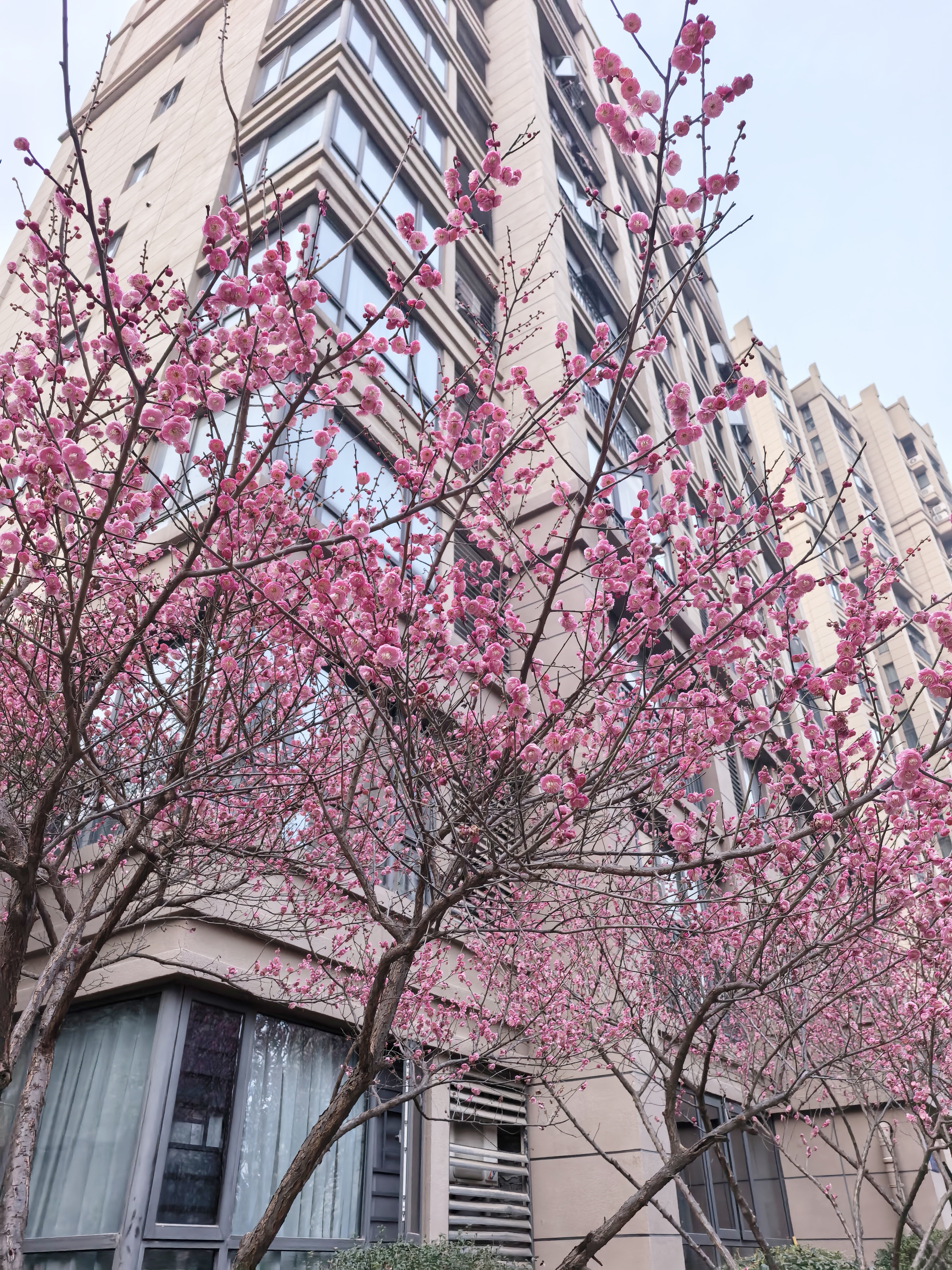 早安。春天真的来了！春暖花开！春天