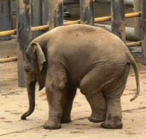 小黑胖6个月就600斤了，这么活泼好动调皮捣蛋，真担心他以后长大了，就不能这么灵