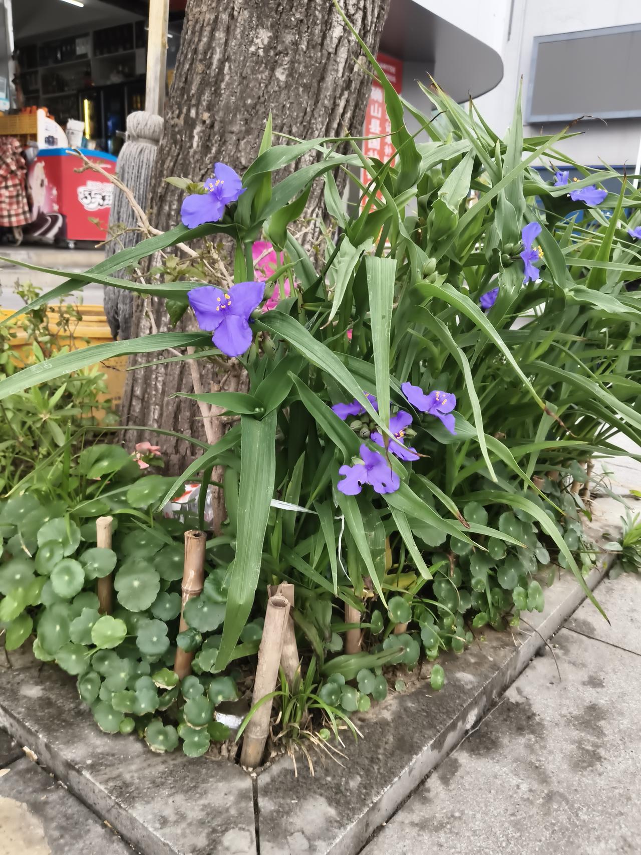 记录我的2026我在树根上拍了一朵花，现在的店主们是越来越儿爱美了呀。其实实体店