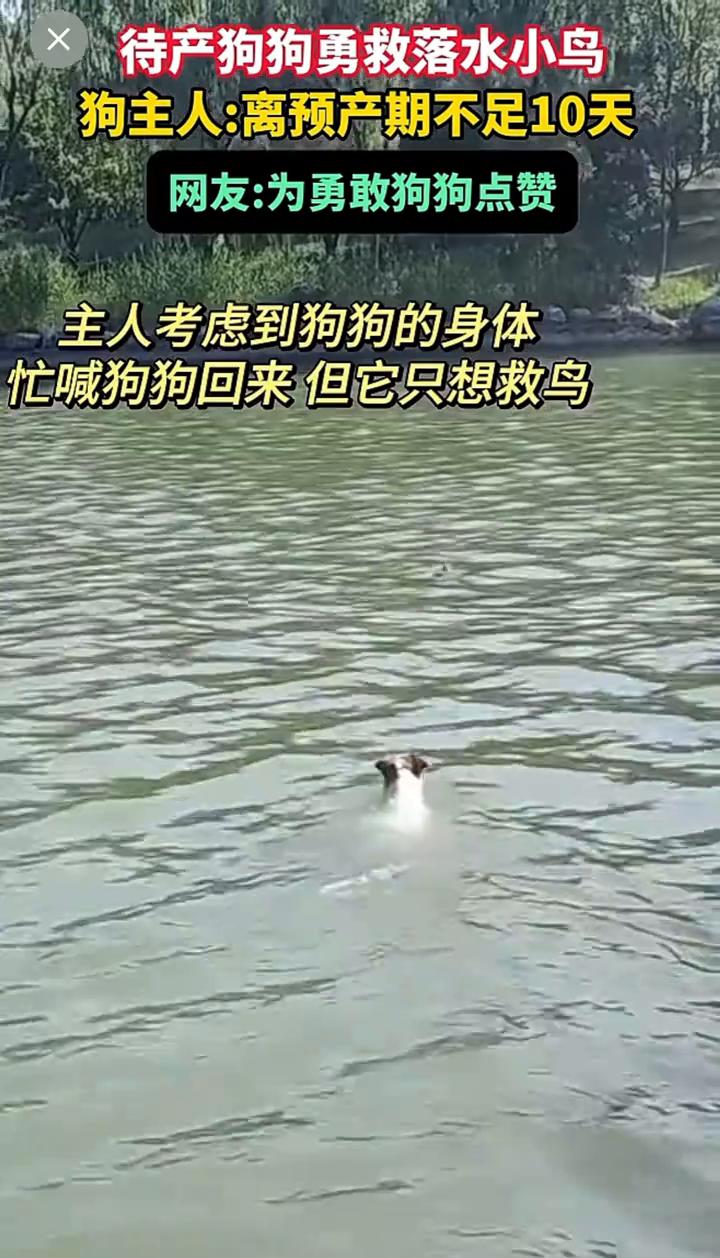 待产狗狗勇救落水小鸟。
狗主人：离预产期不足10天。网友：为勇敢狗狗点赞。
主人